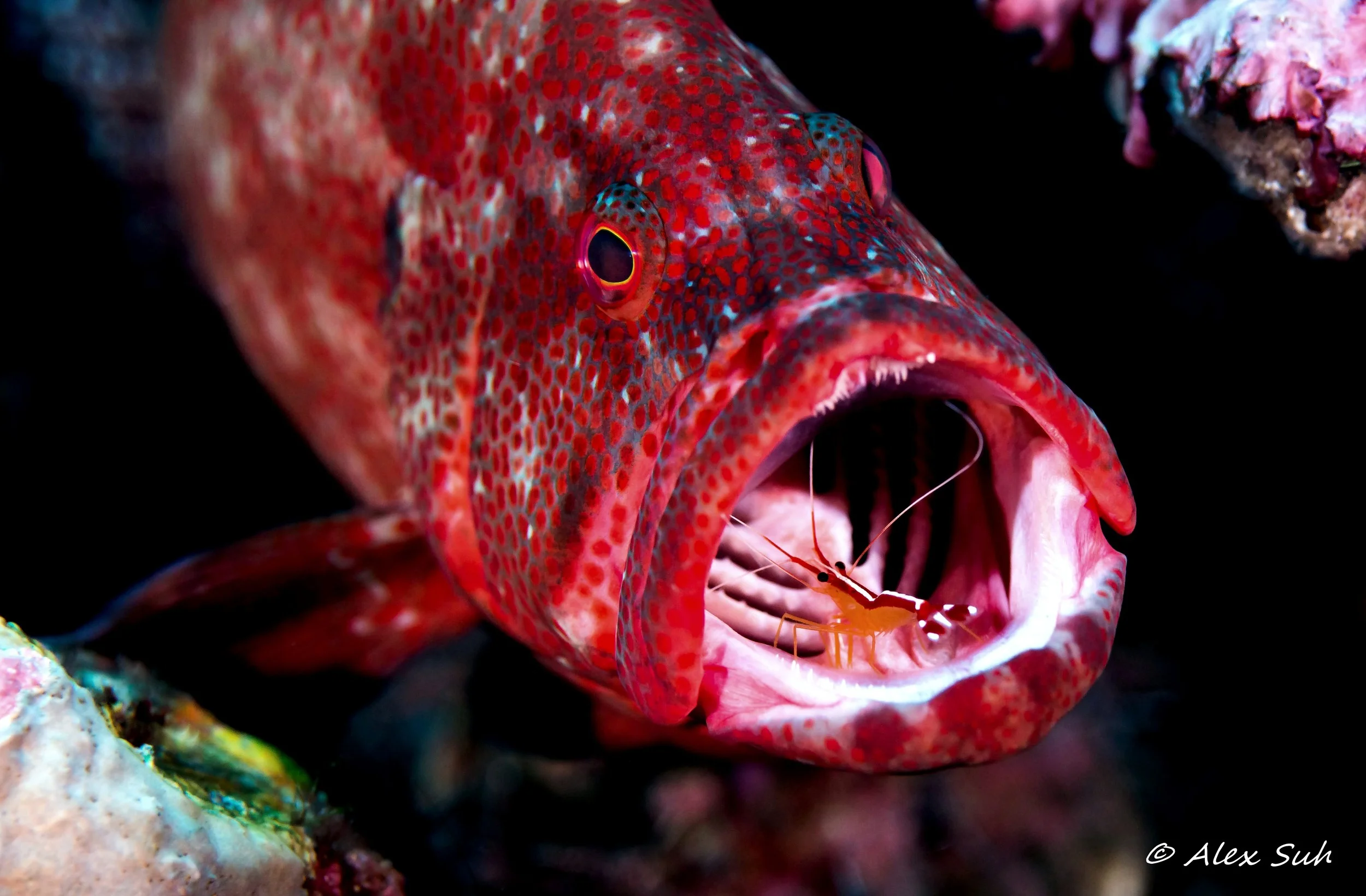 Coral Grouper (Cephalopholis miniatus)