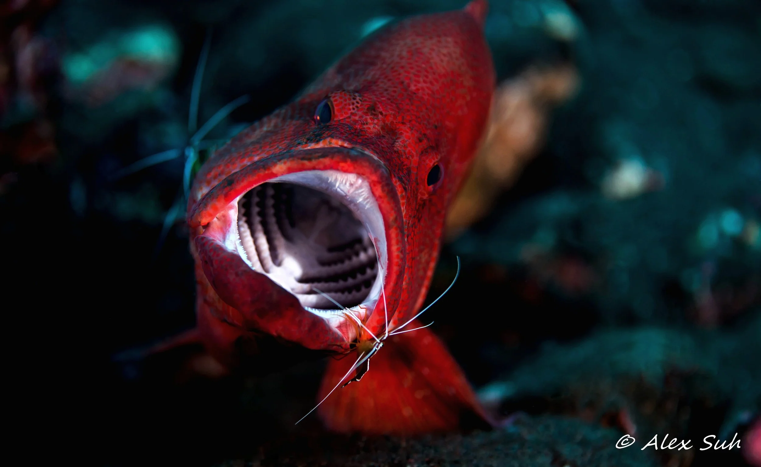 Coral Grouper (Cephalopholis miniatus)