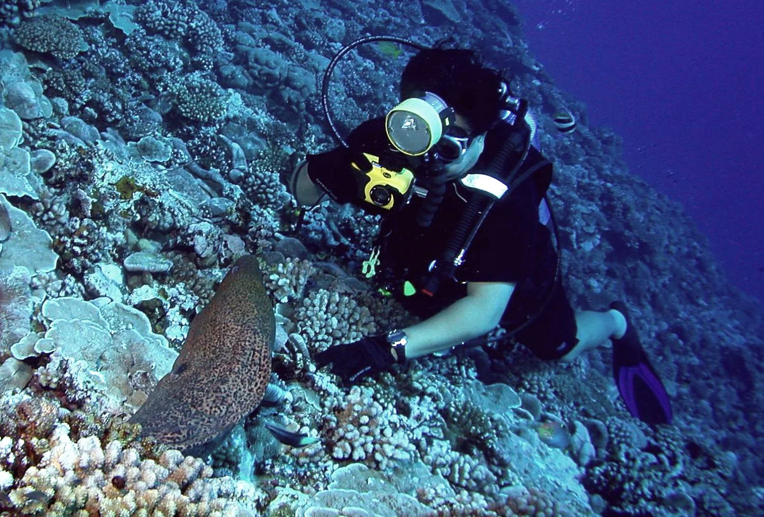 Alex Photo Moray Eel.jpg