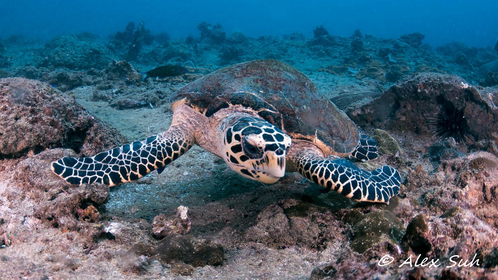 Turtle Searching For Food Straight On_.jpg