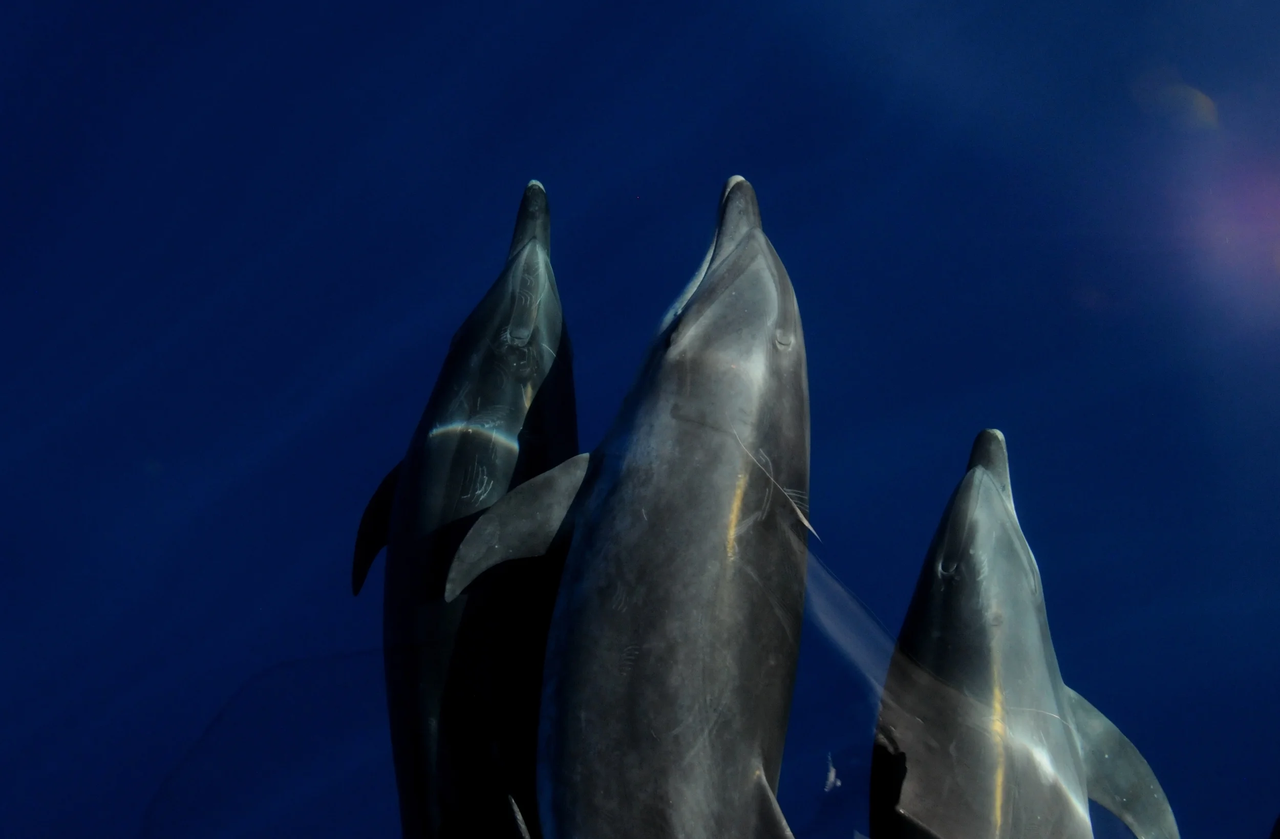 Dolphins in Harmony