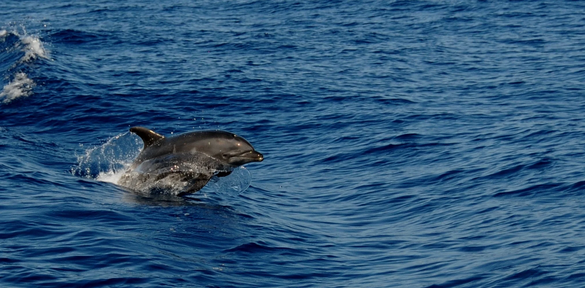 Dolphin Breaking Surface