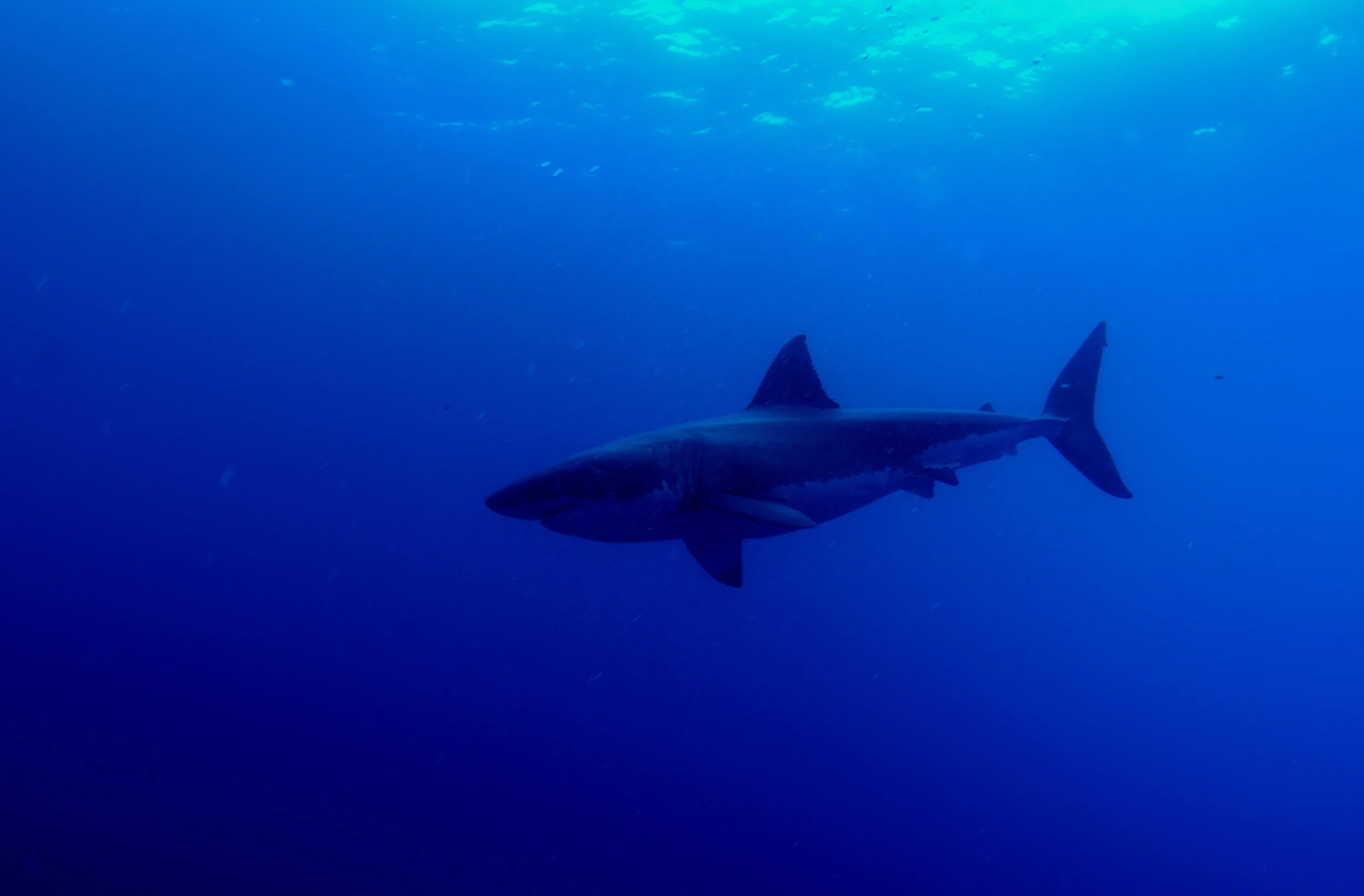 Great White Shark From Below