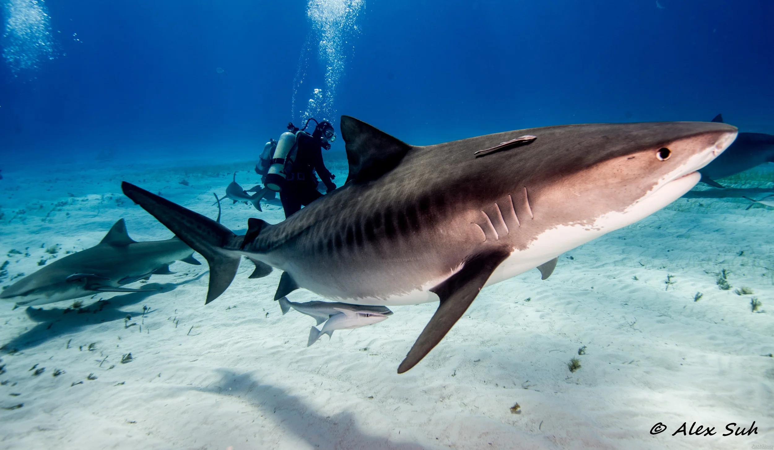 Tiger Shark