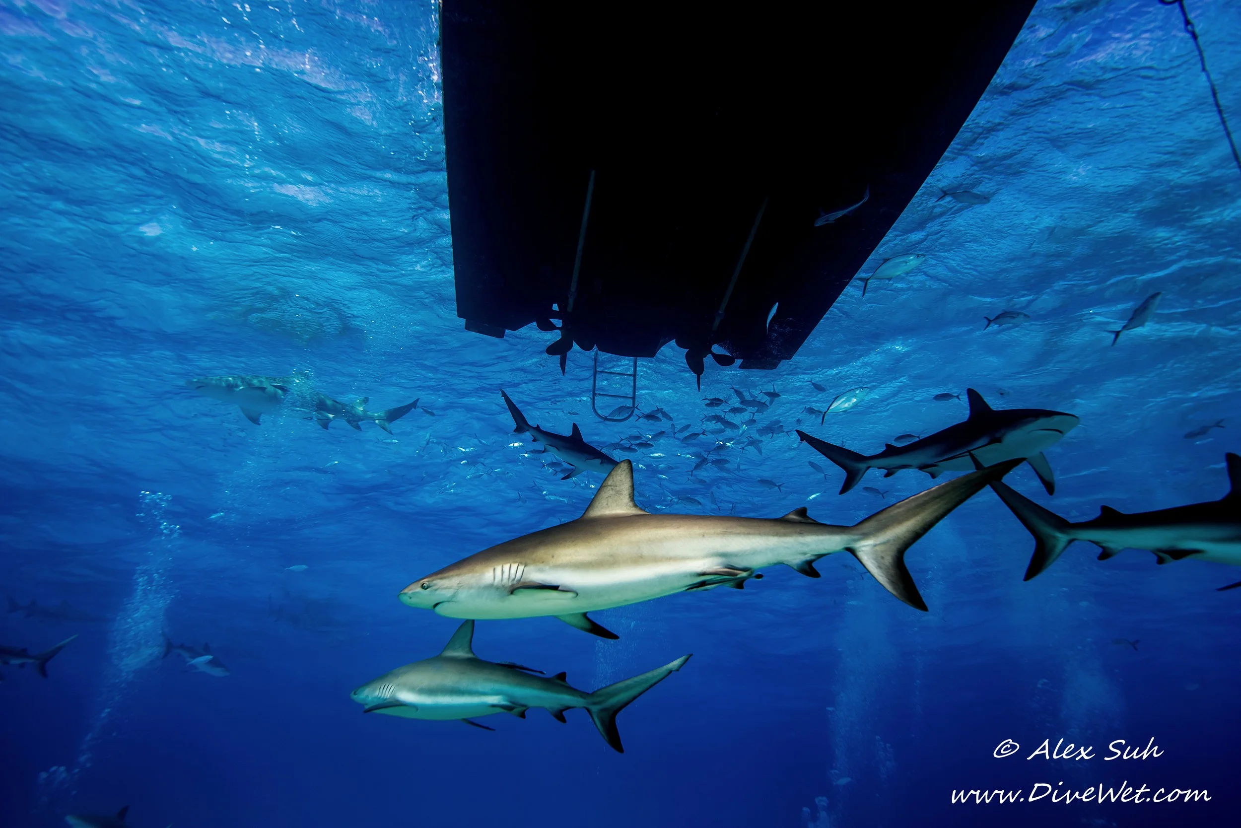 Reef Sharks Just Below the Boat