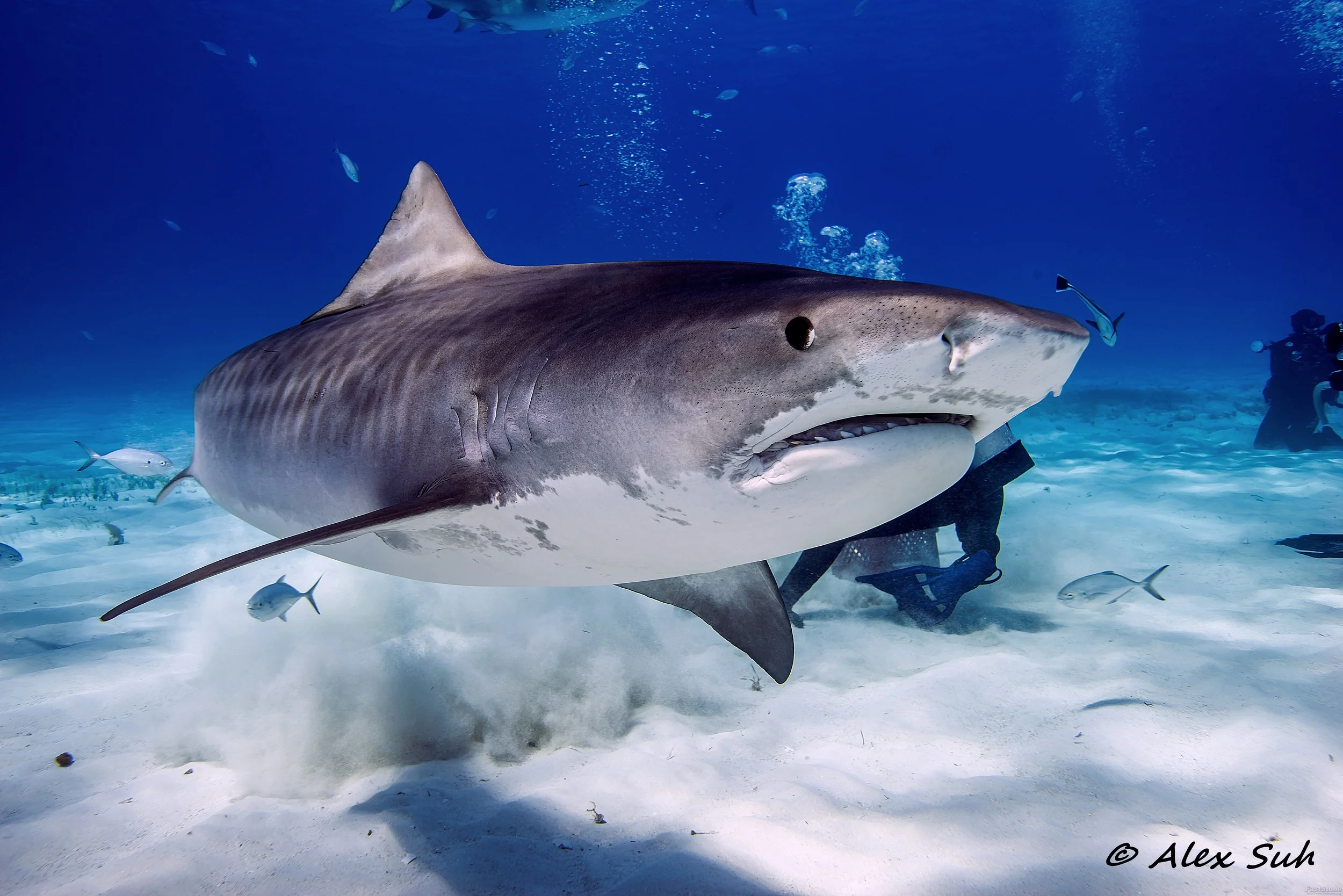 Tiger Shark Swimming Away