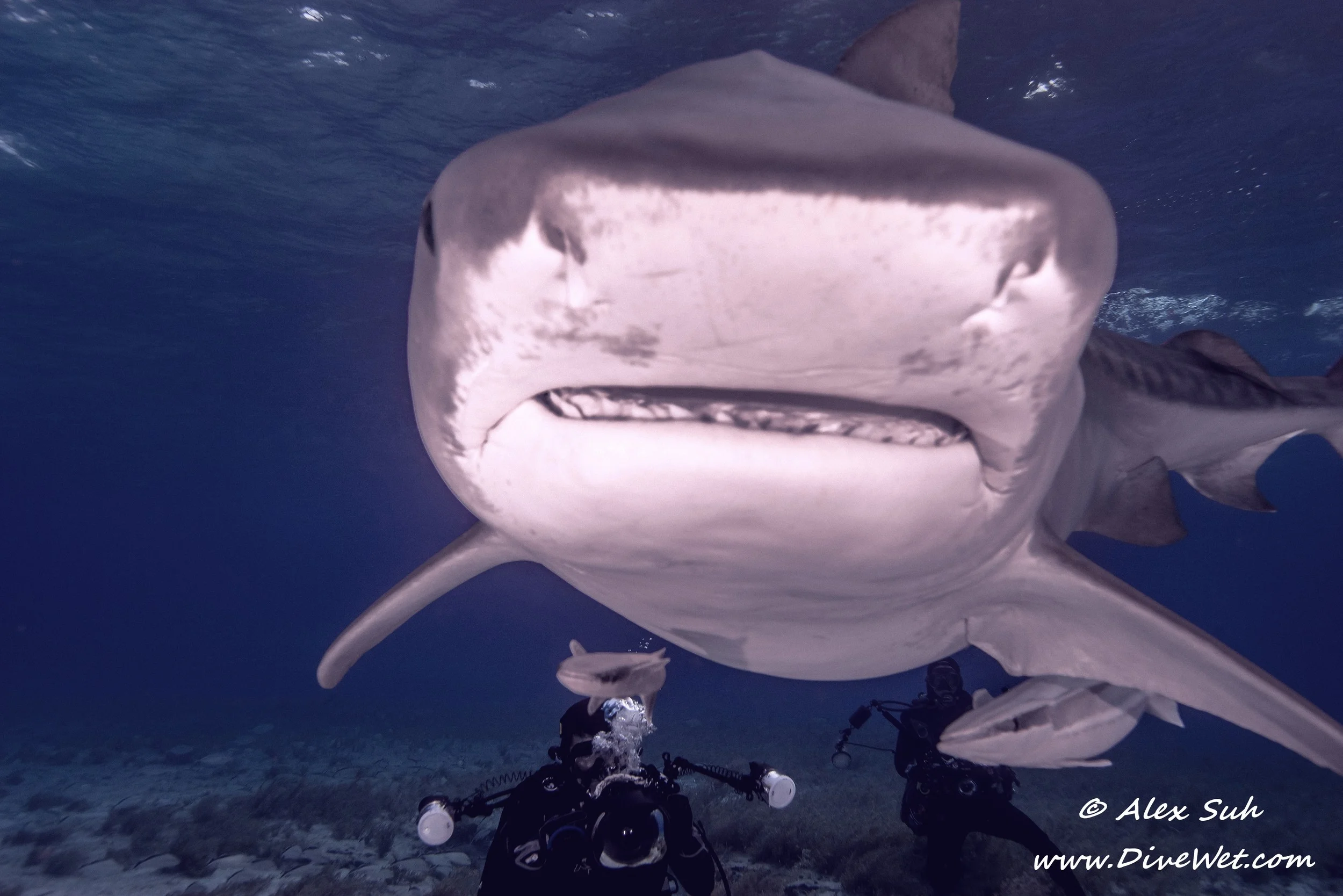 Tiger Shark Getting Real Friendly.jpg