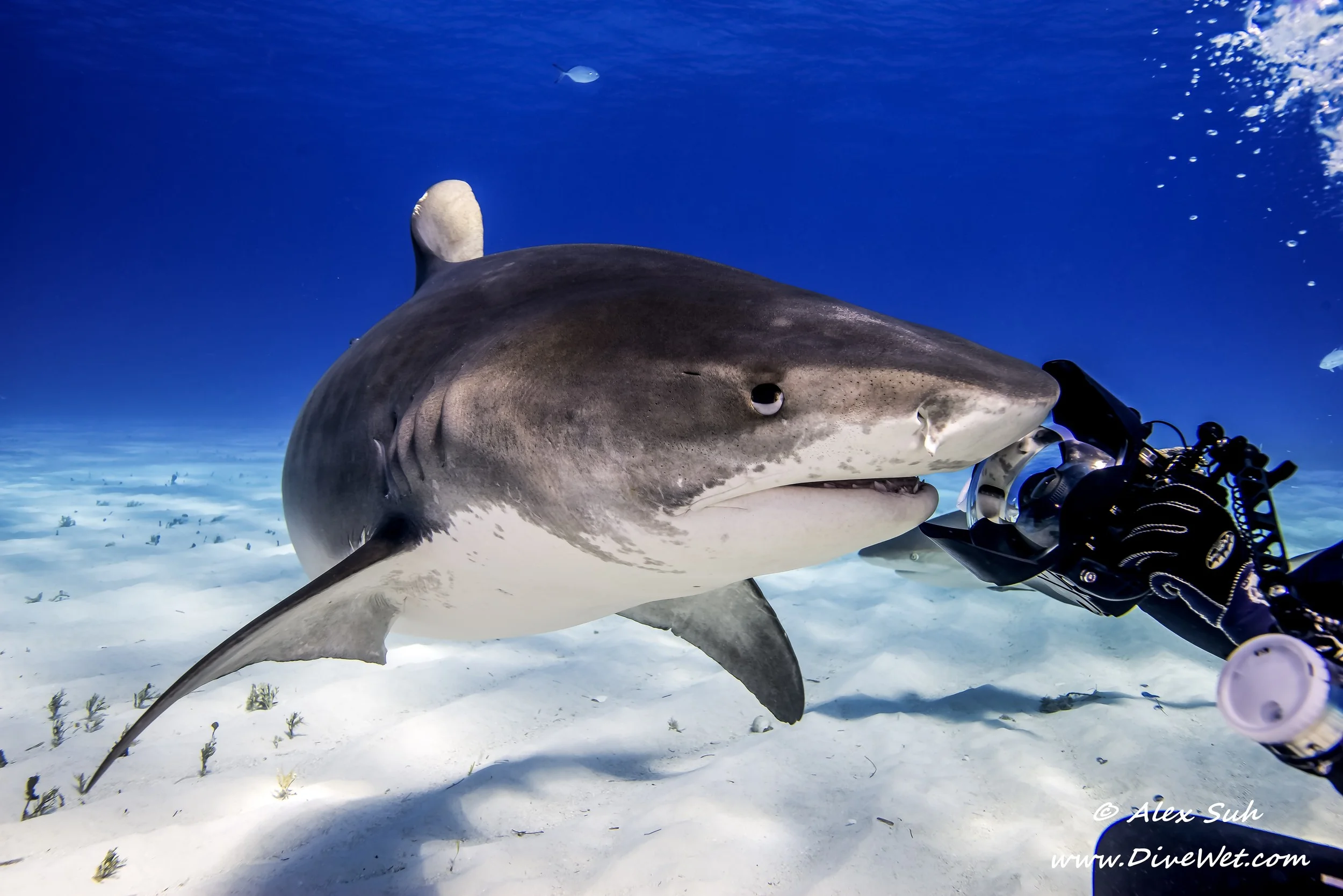 Tiger Shark Bending_.jpg