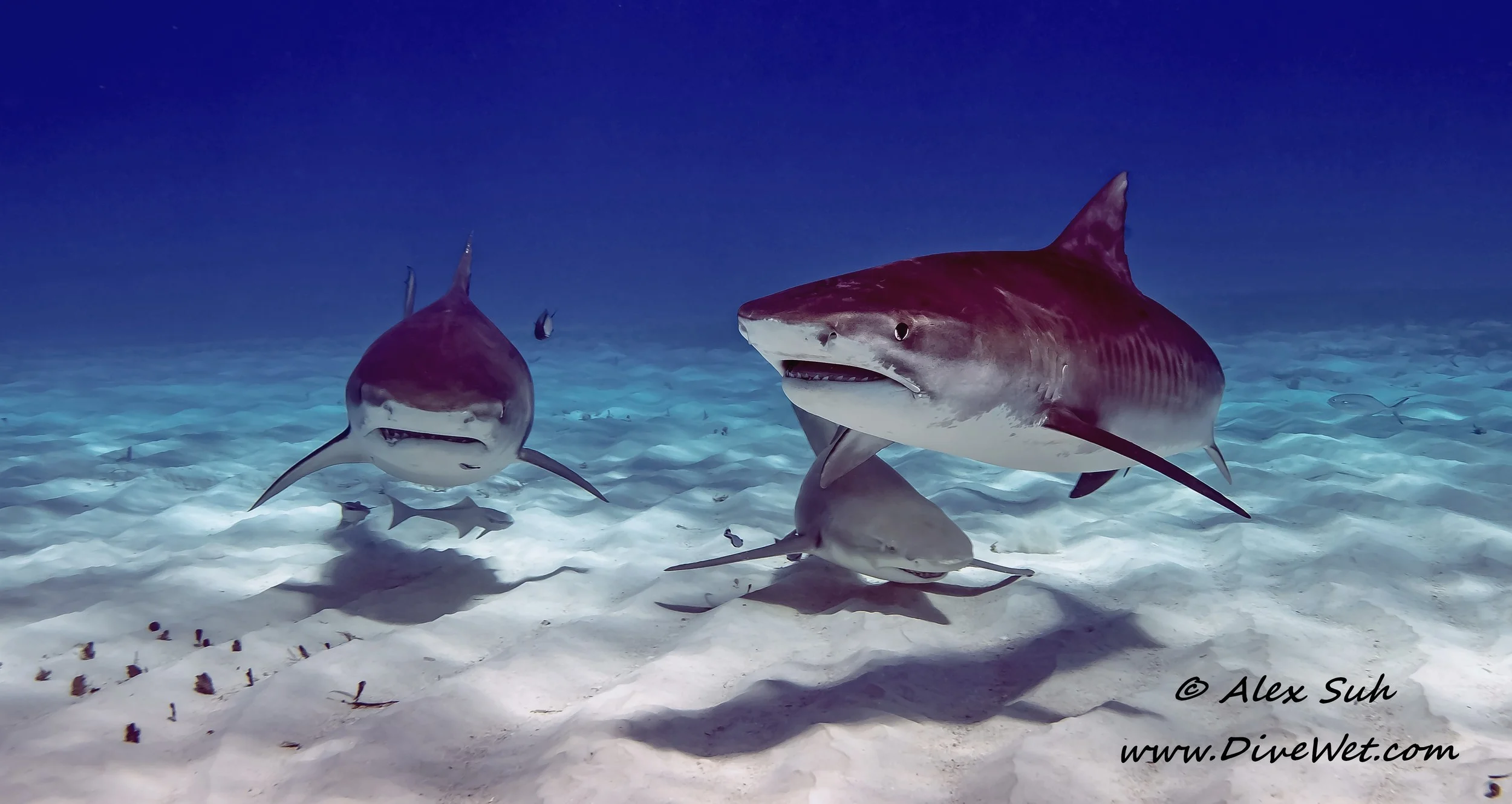 3 sharks.jpg