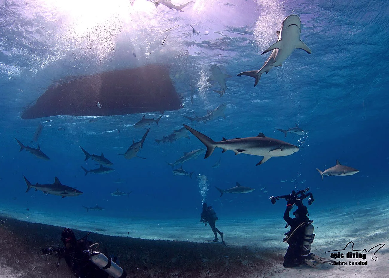 ReefSharkBliss 1.jpg