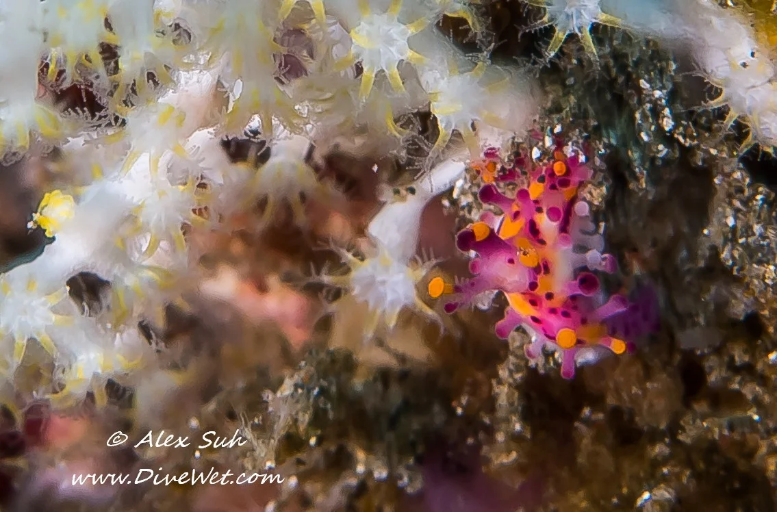 2 of 2 Super Macro Nudibranch (See prior page)