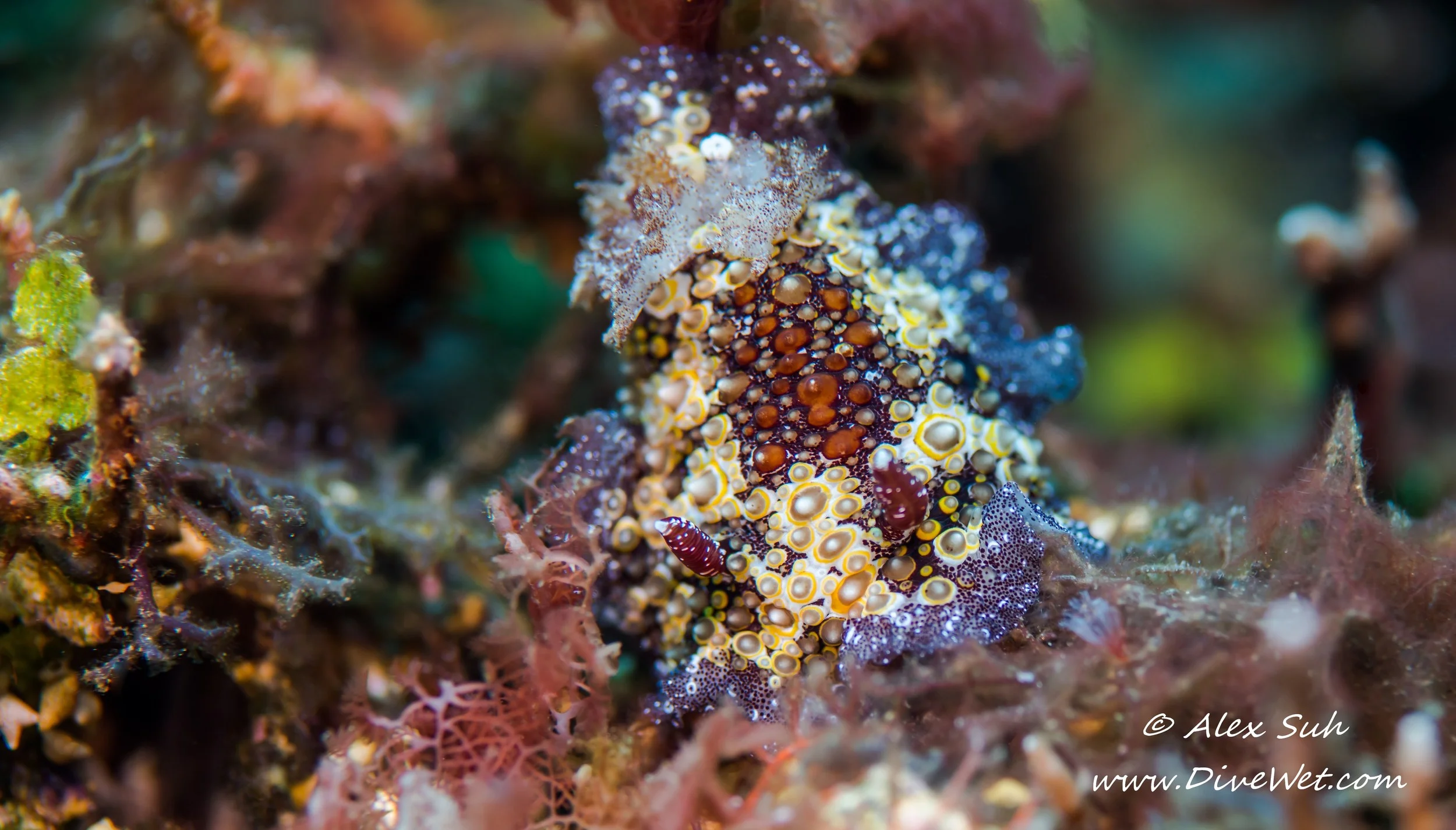Starry Carminodoris Nudibranch (Carminodoris estrelyyado)