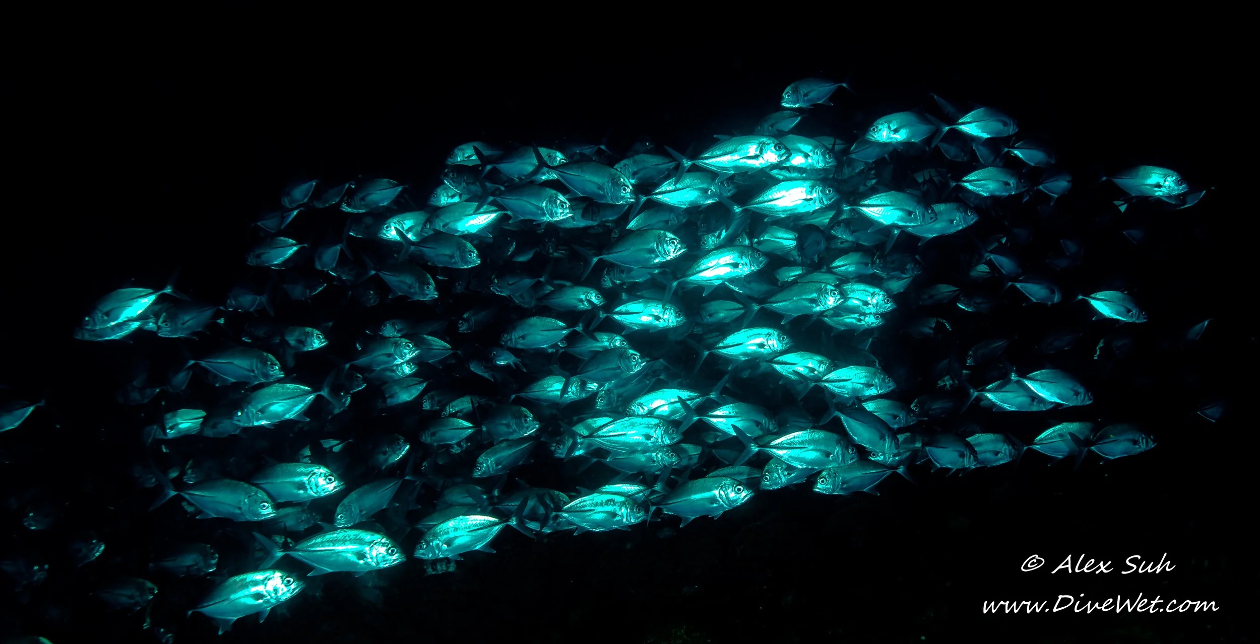 School of Jack Fish (Carangidae)
