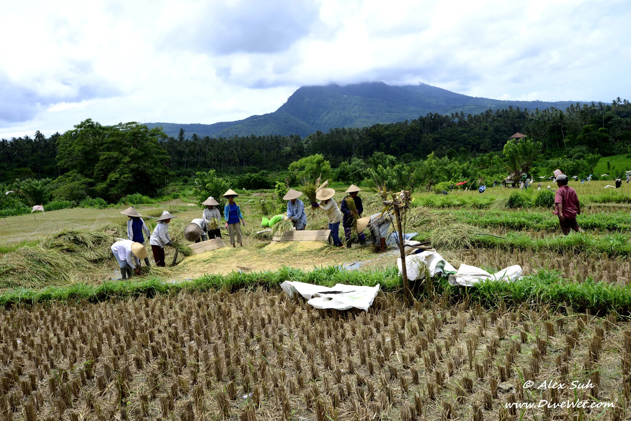 Bali Rice Field Workers.jpg