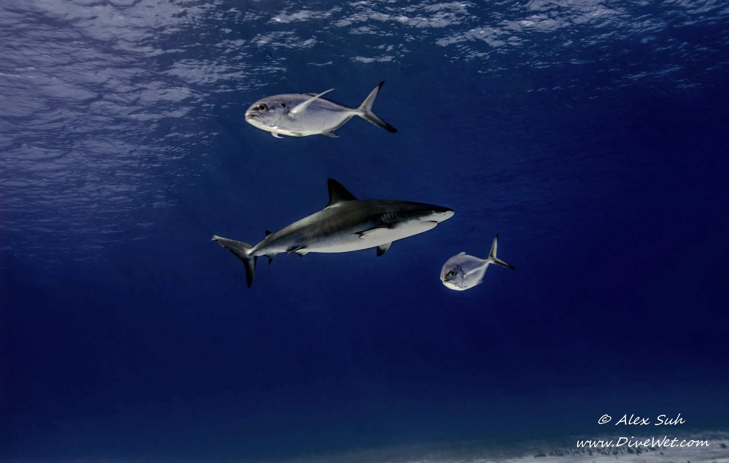 2 Fish Opposite Reef SharkV2.jpg