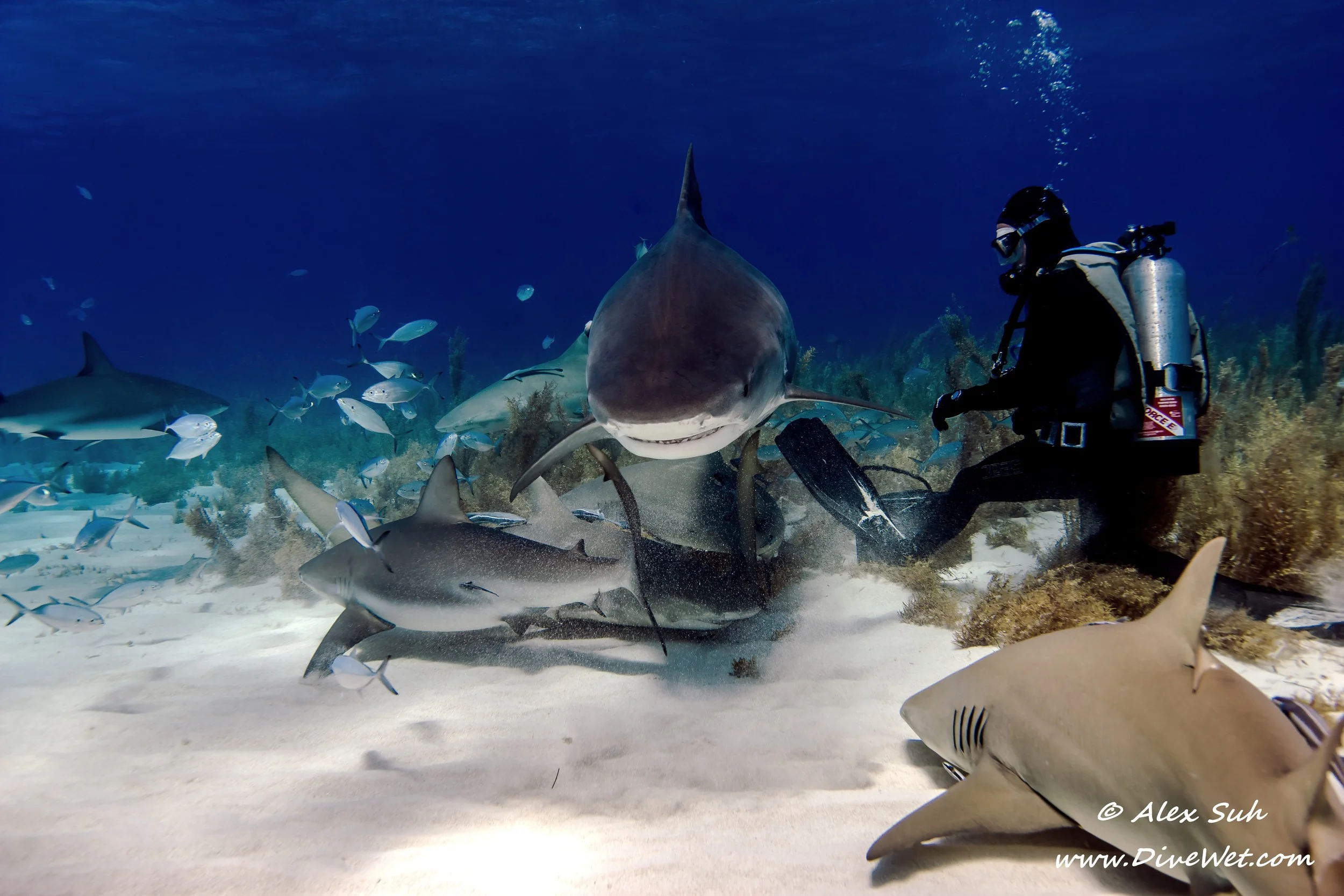 Tiger Shark Feeding