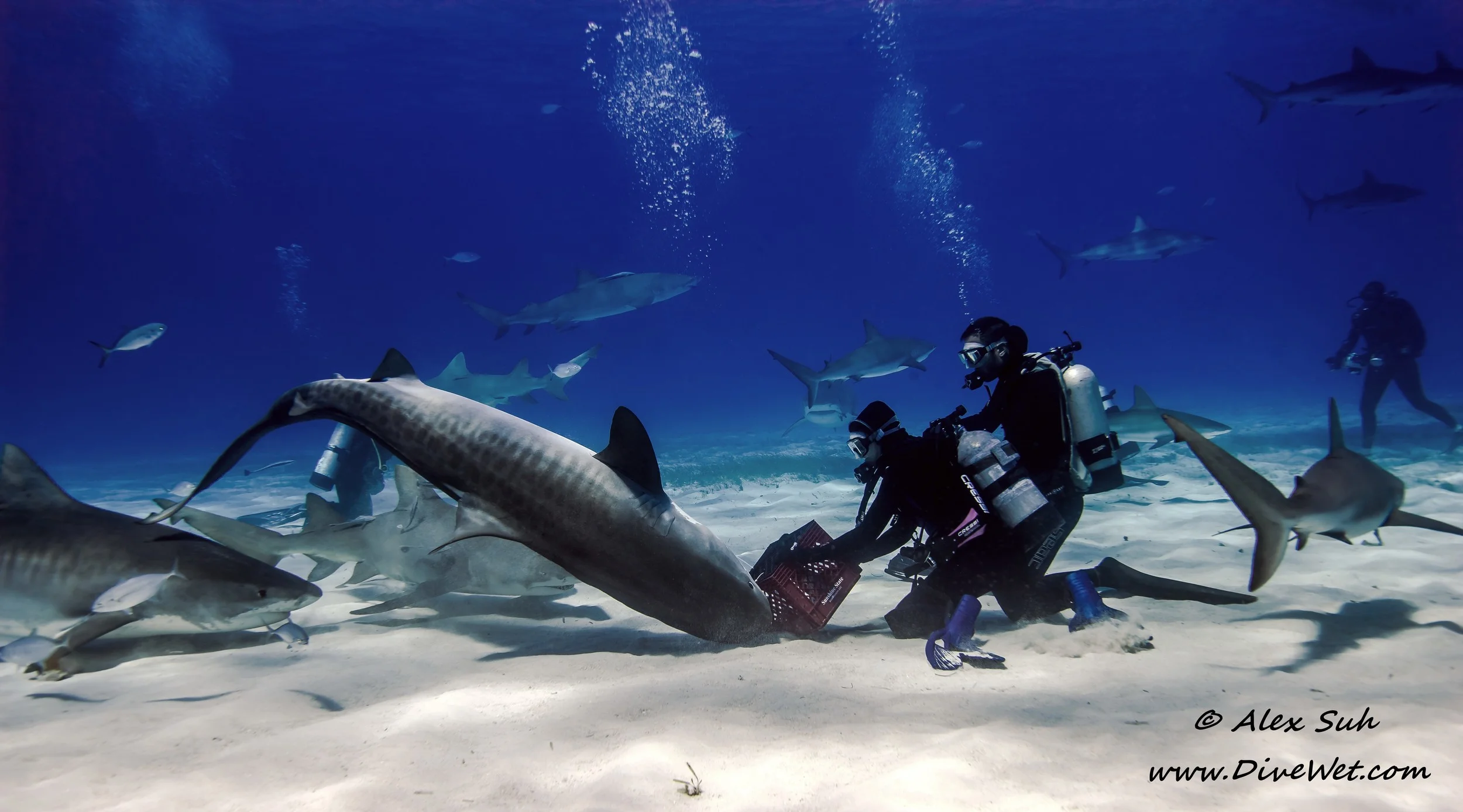 Tiger Shark Ballet