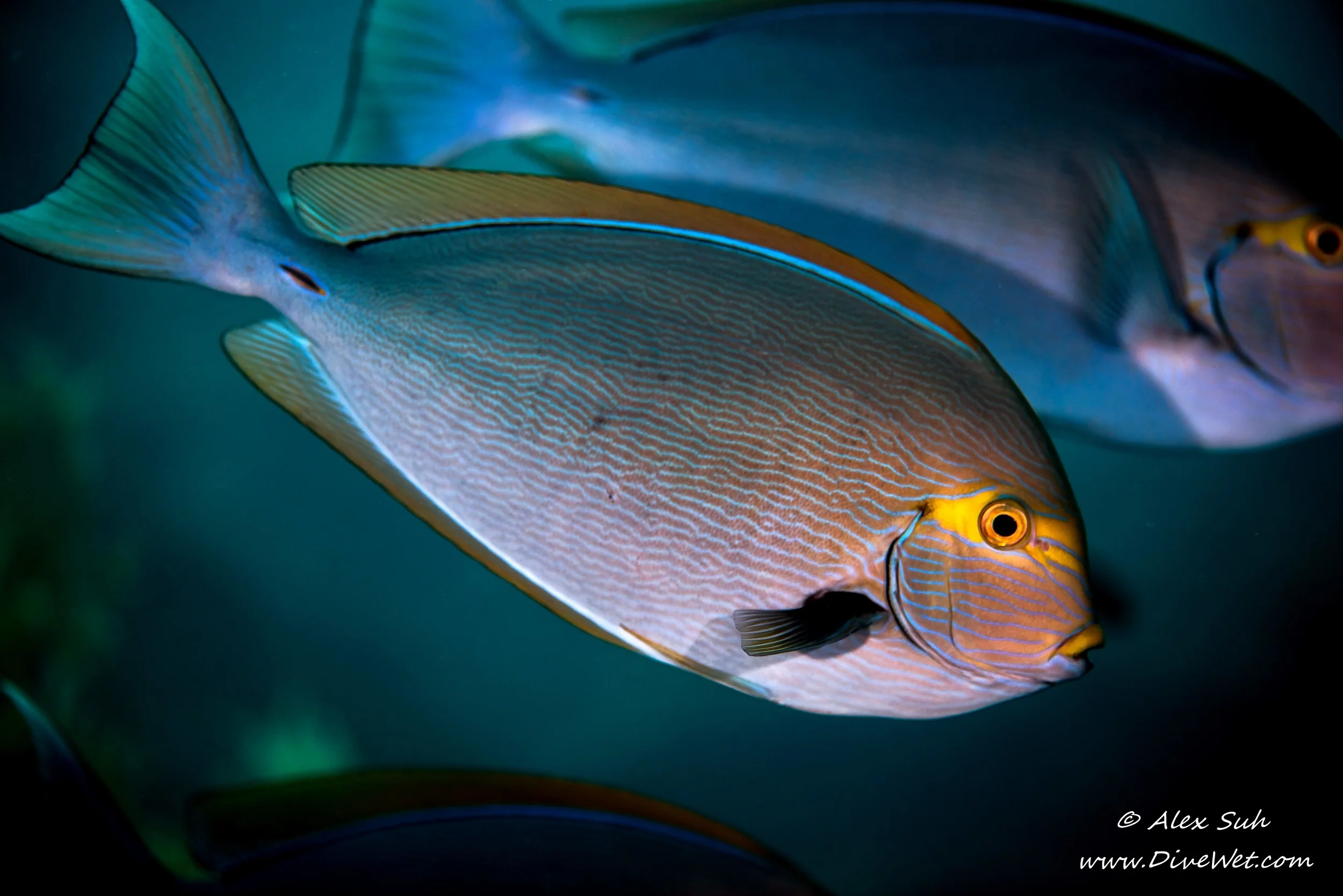 Tang Fish