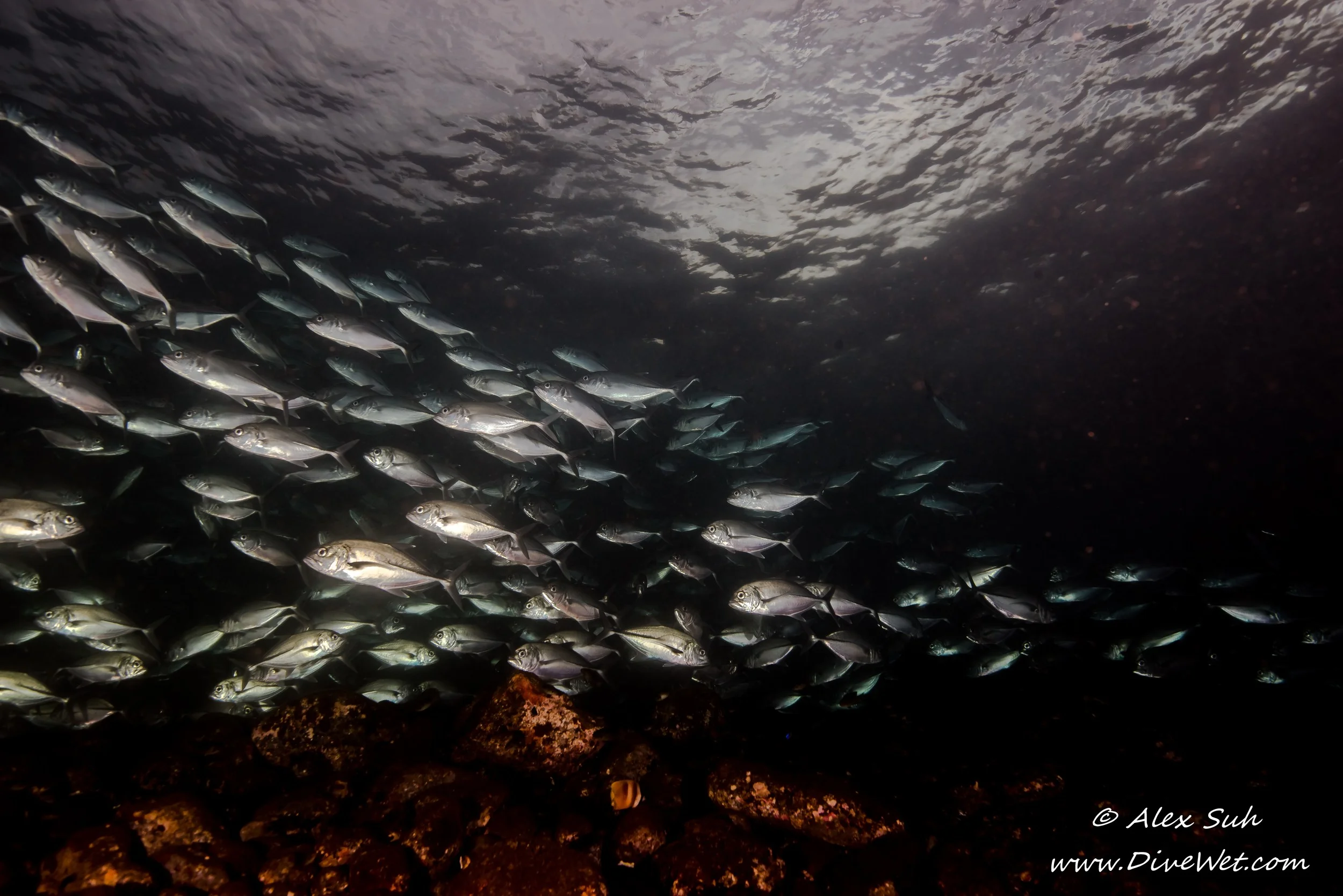 School of Jack Fish in Bali