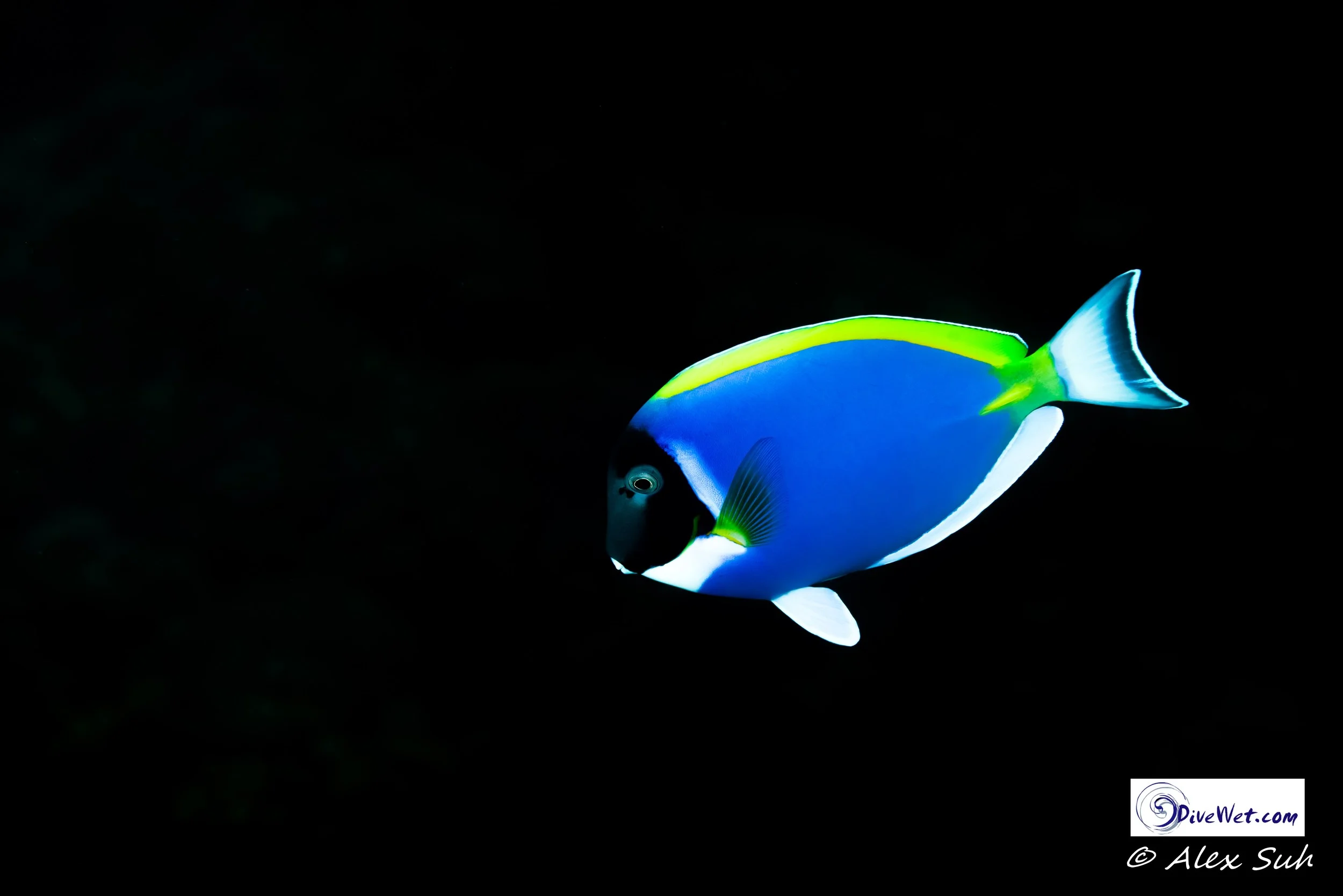 Powder Blue Tang (Acanthurus leucosternon)