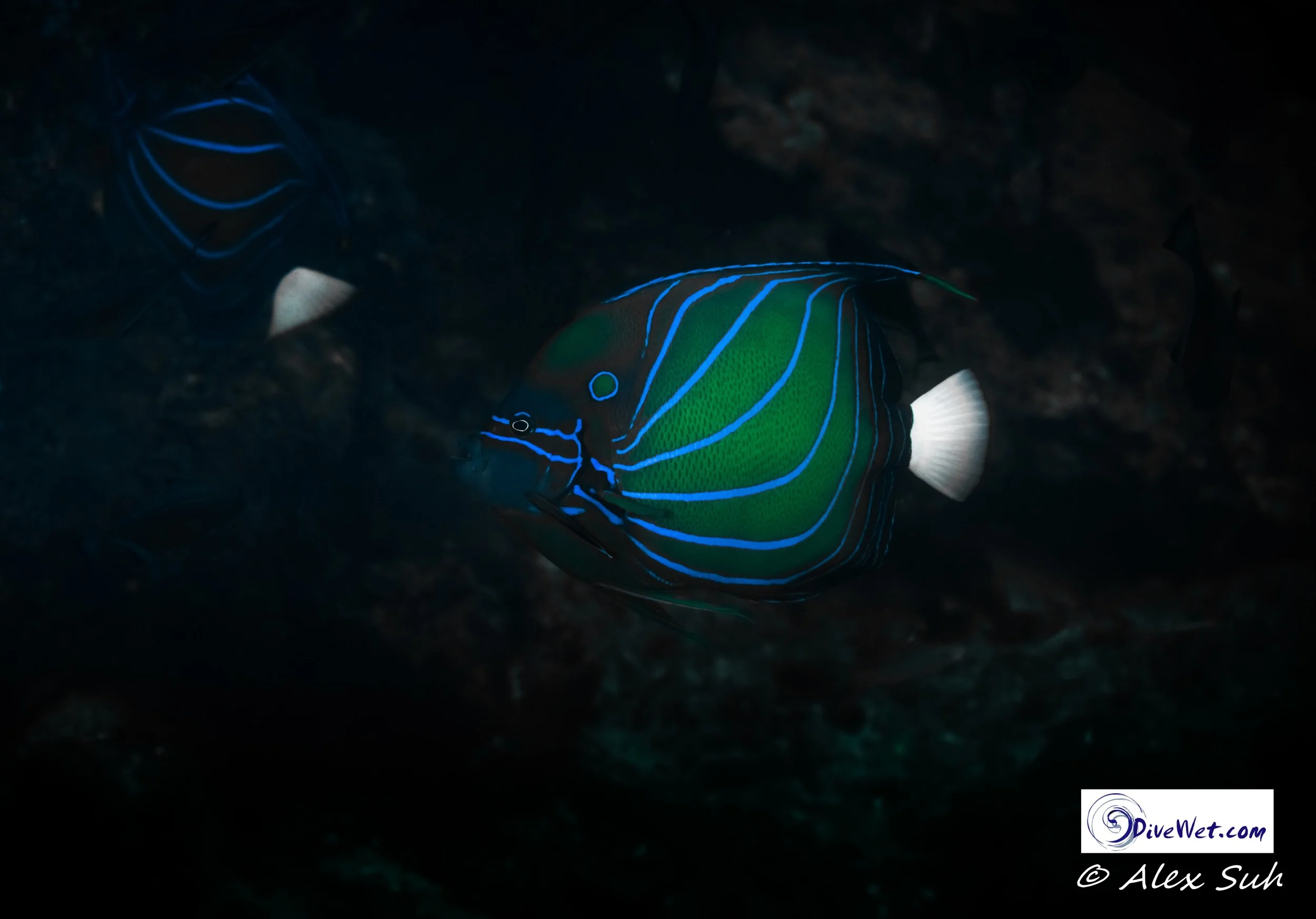Blueline Angelfish (Chaetodontoplus septentrionalis)