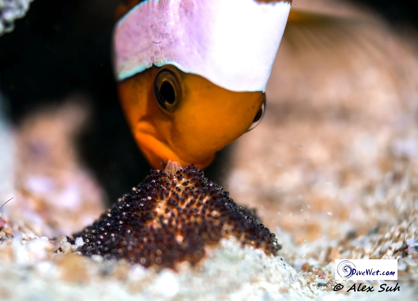 Skunk Clown Fish Protecting Eggs