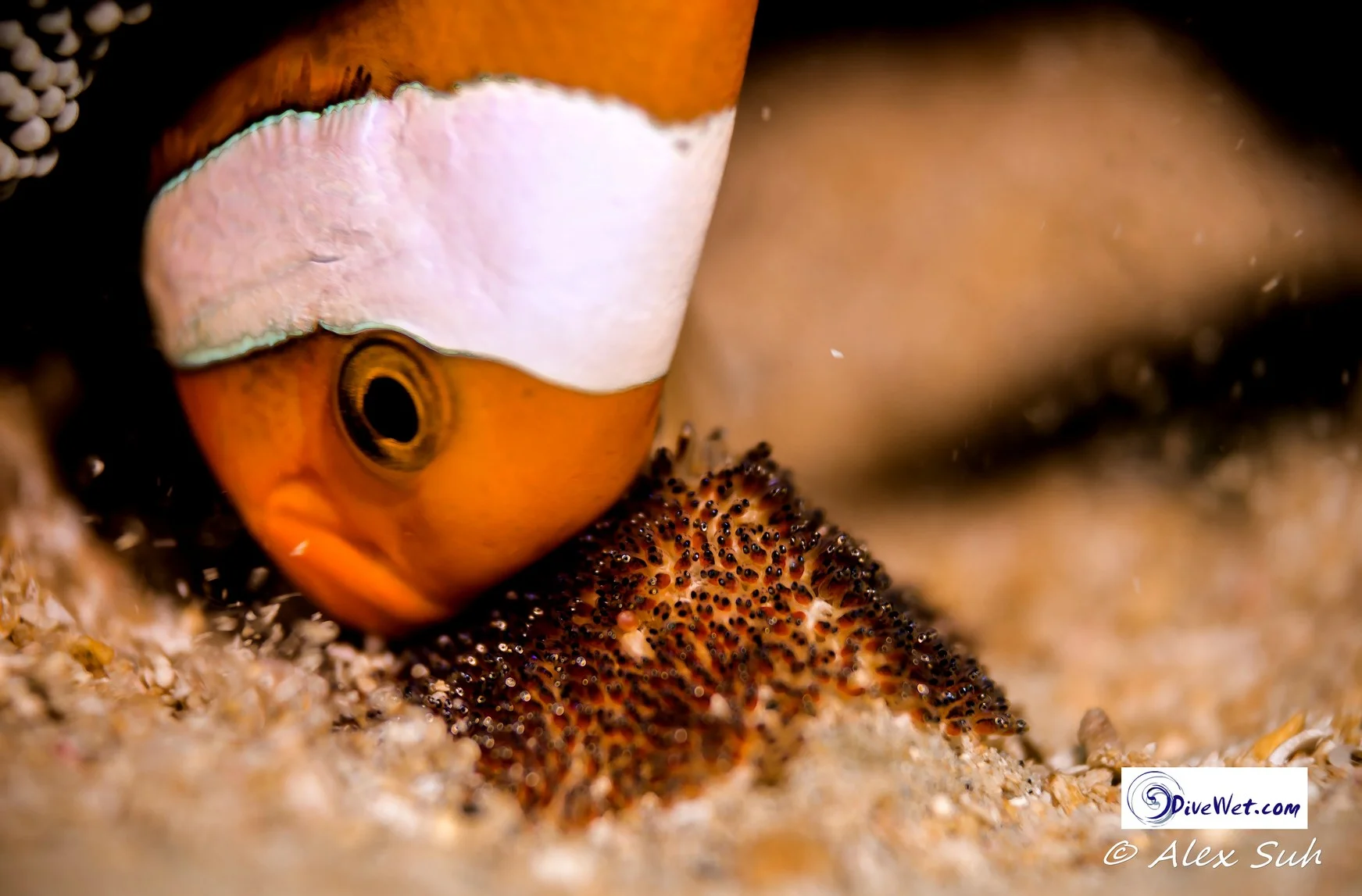 Skunk Clown Fish Protecting Eggs