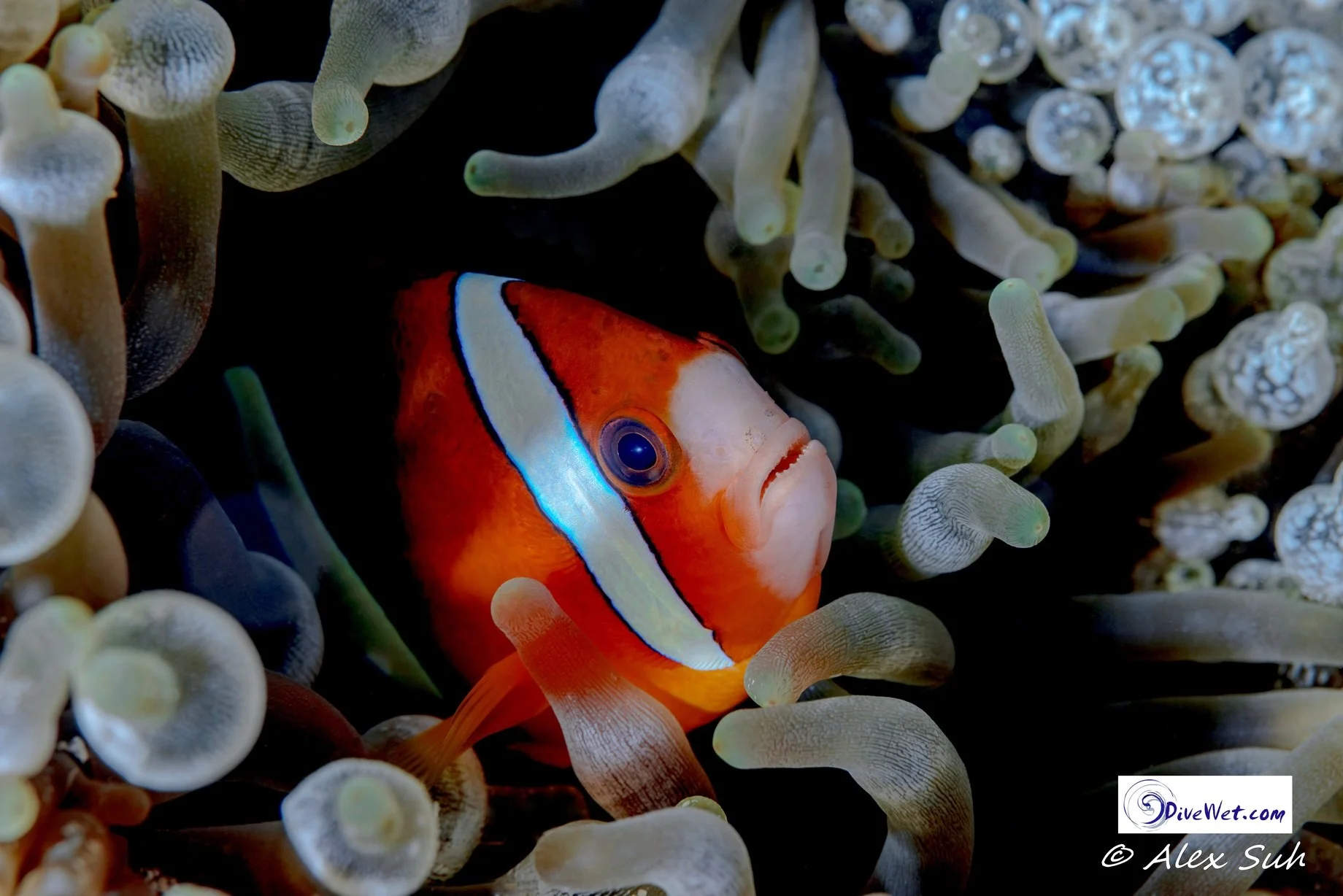 Tomato Clown Fish in Bubble Anenome