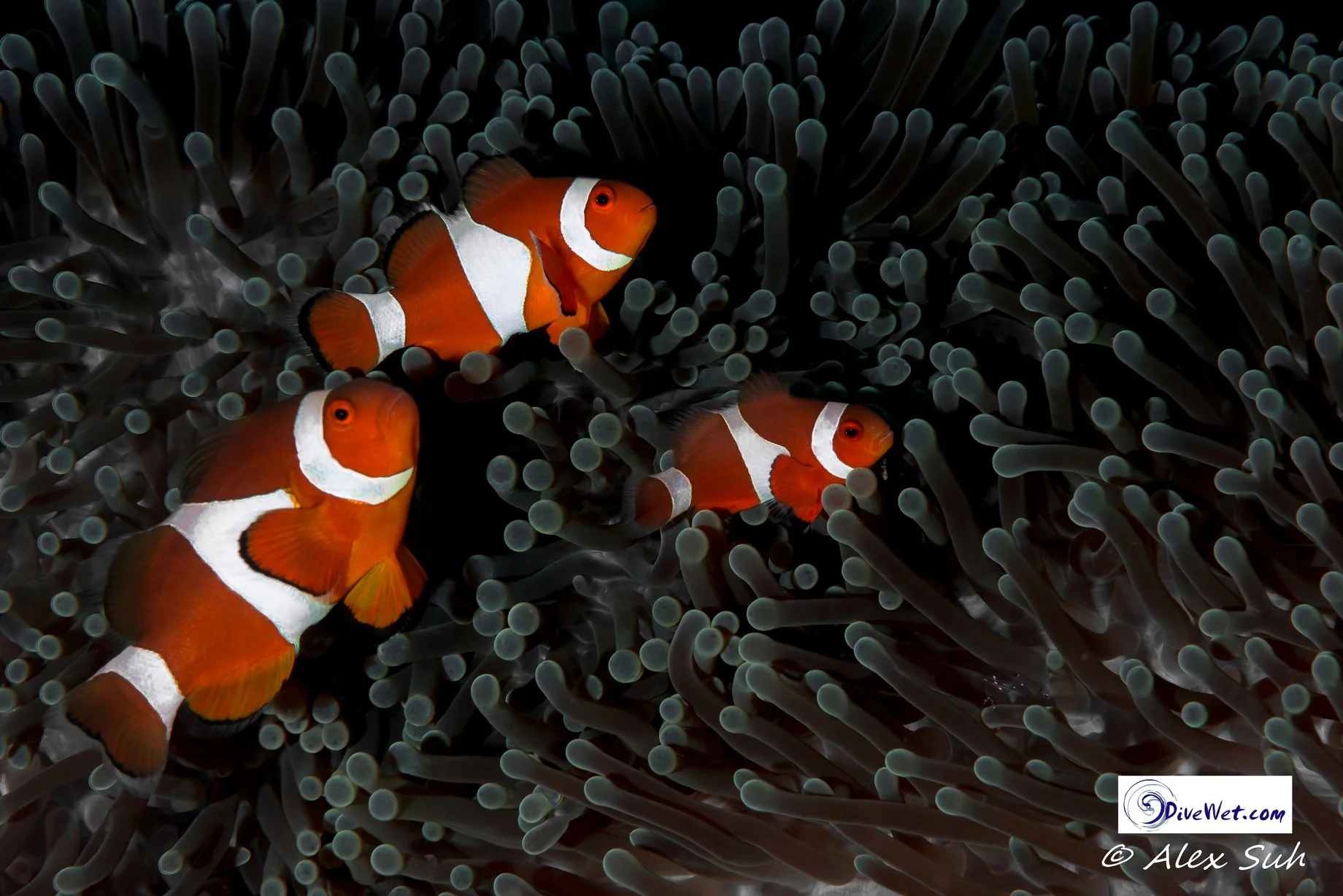 Family of Percula Clown Fish