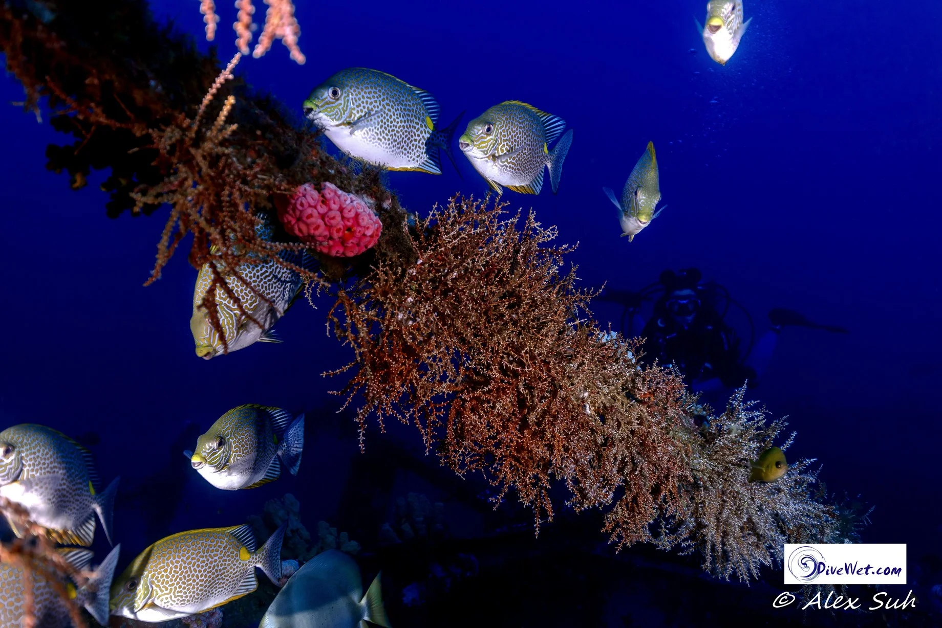 Large Fish with Diver in Background taken in the Philippines with a Nikon D800 at 1/200 sec., F4, ISO 100 with a Nikon 16-35mm wide angle lens @ 35mm. 