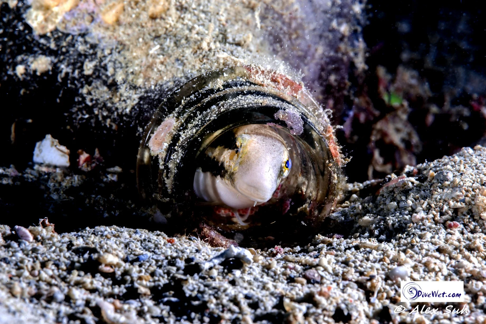 Fish in a Bottle Peeping Out Looking Direct BEST.jpg