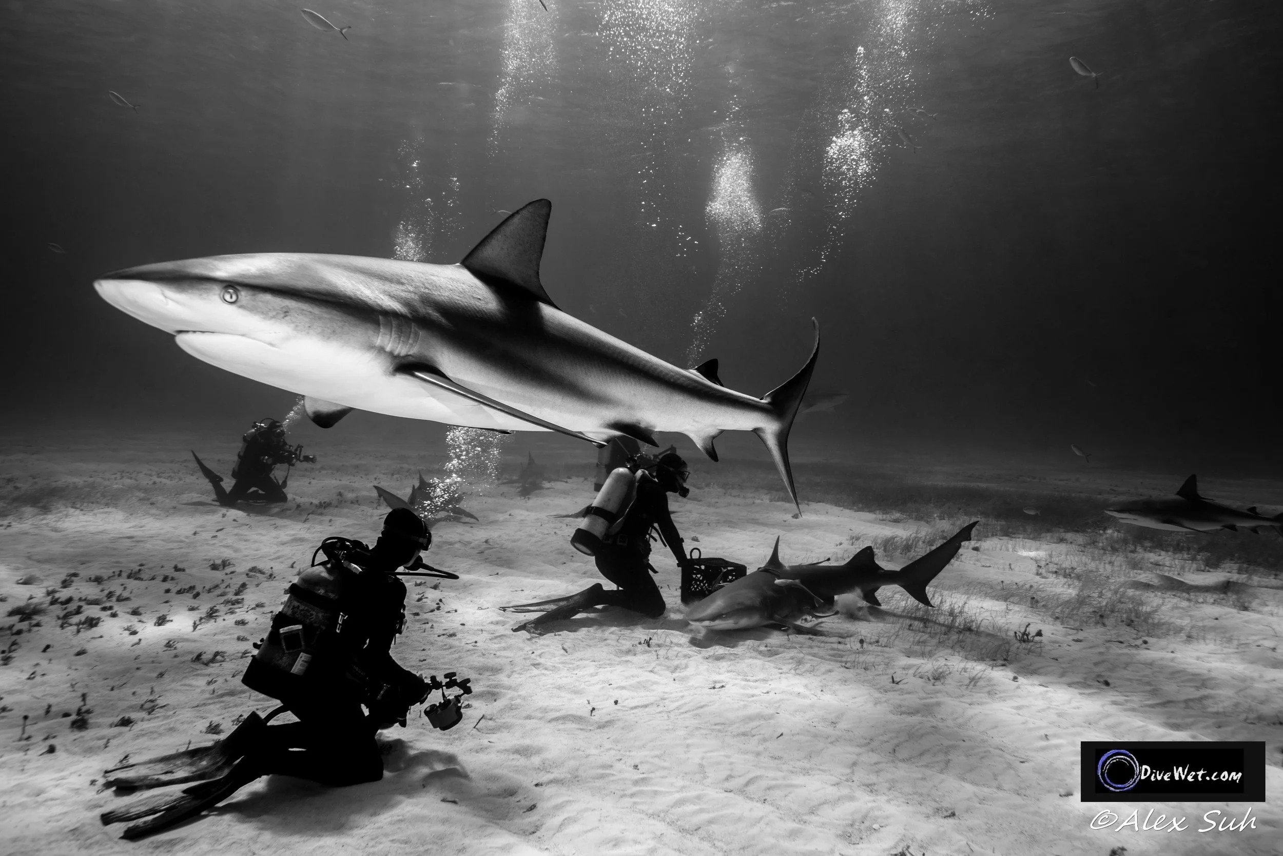 Caribbean Reef Shark in BW