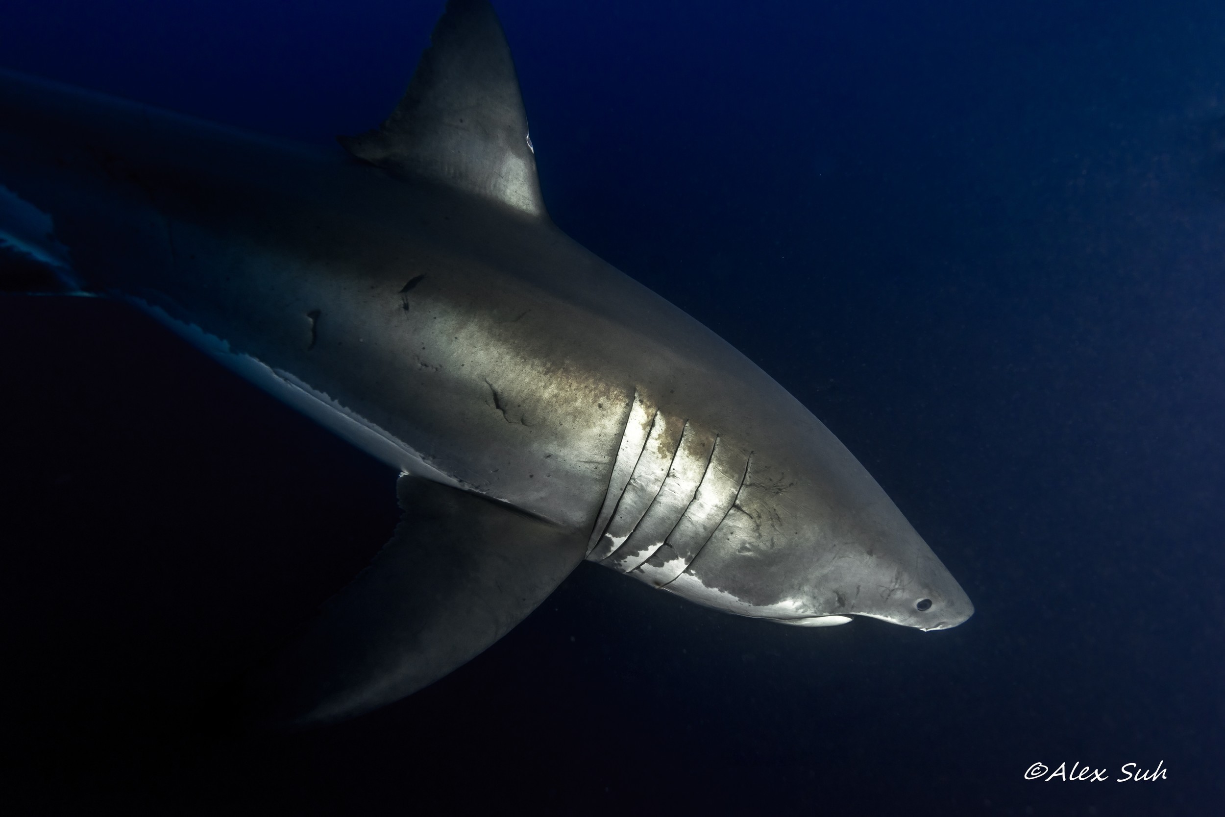 Great White Shark (Carcharodon carcharias)