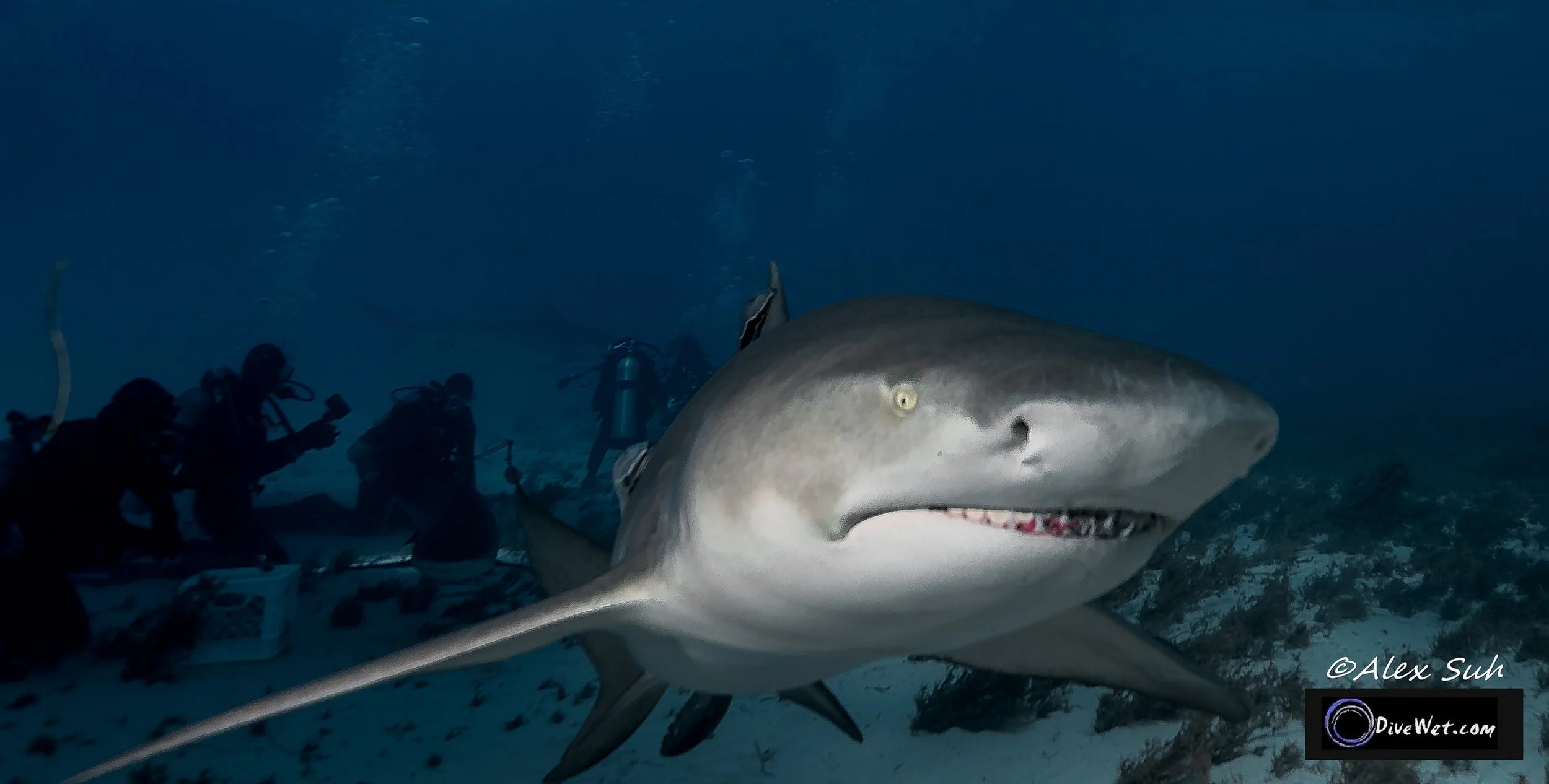 Lemon Shark (Negaprion brevirostris)