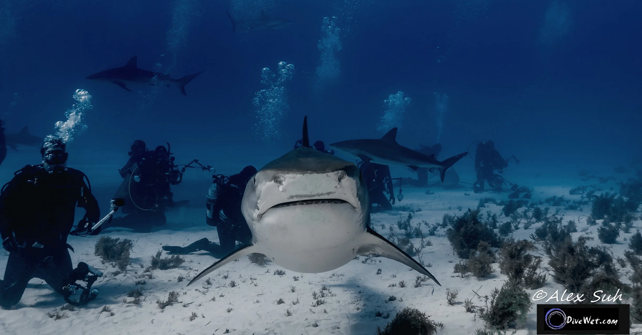Tiger Shark (Galeocerdo cuvier)