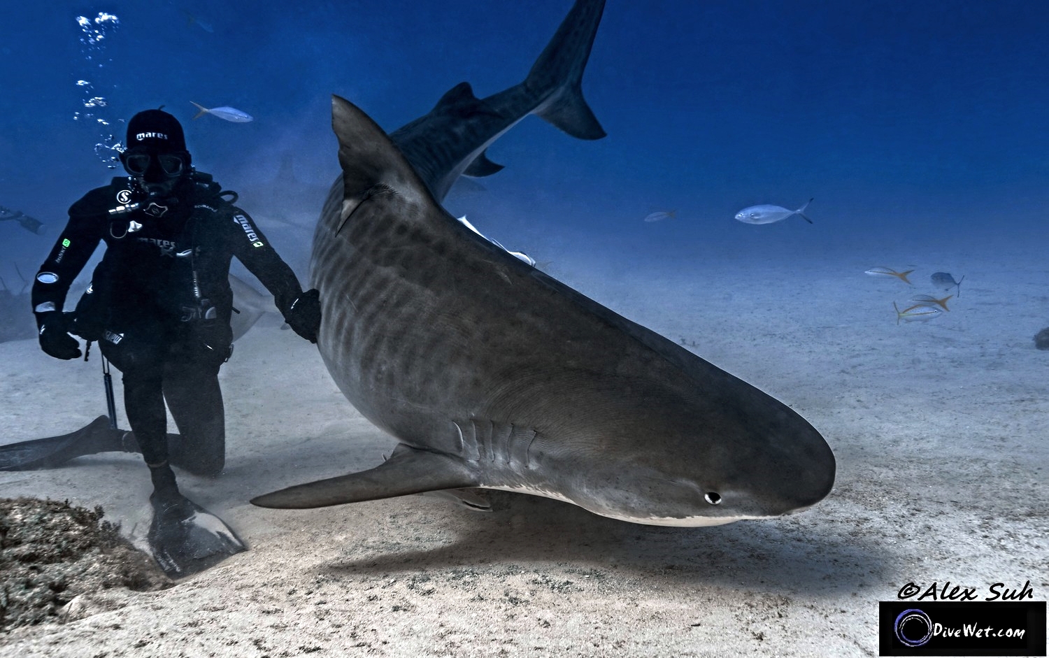 Tiger Sharks • Mares - Scuba Diving Blog