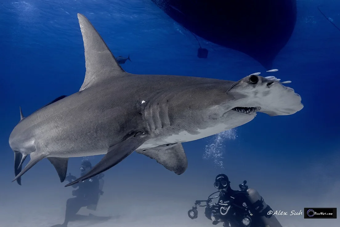 Great Hammerhead Shark (Sphyrna mokorran) - Dandruff or Bad Hair Day?
