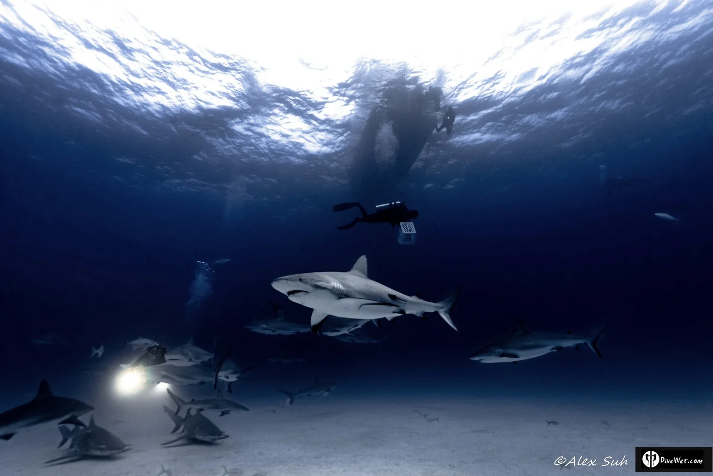 Caribbean Reef Shark (Carcharhinus perezii)