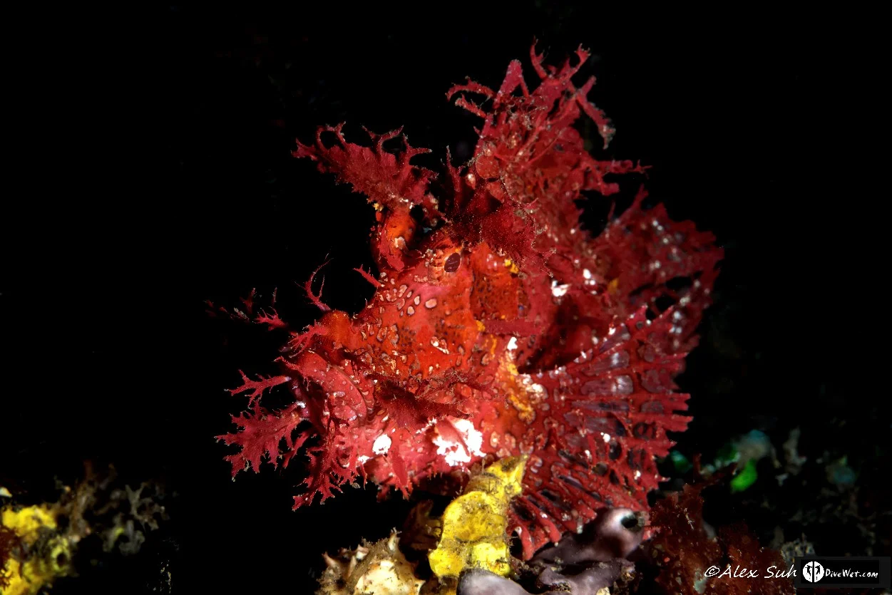 Rhinopias Scorpionfish