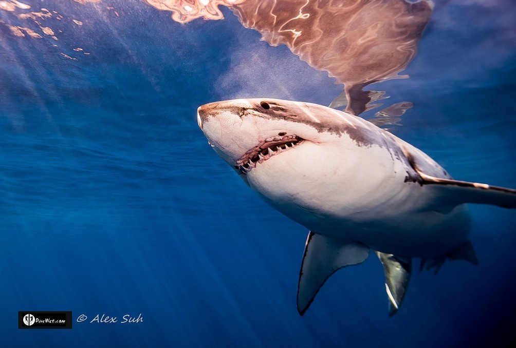 Great White Shark (Carcharodon carcharias)