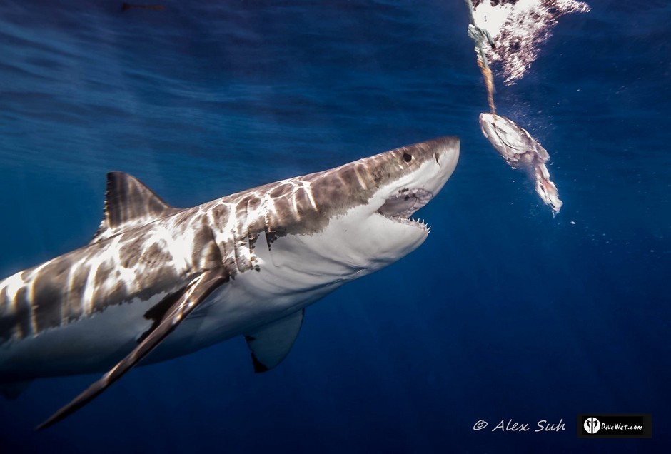 Great White Shark (Carcharodon carcharias)