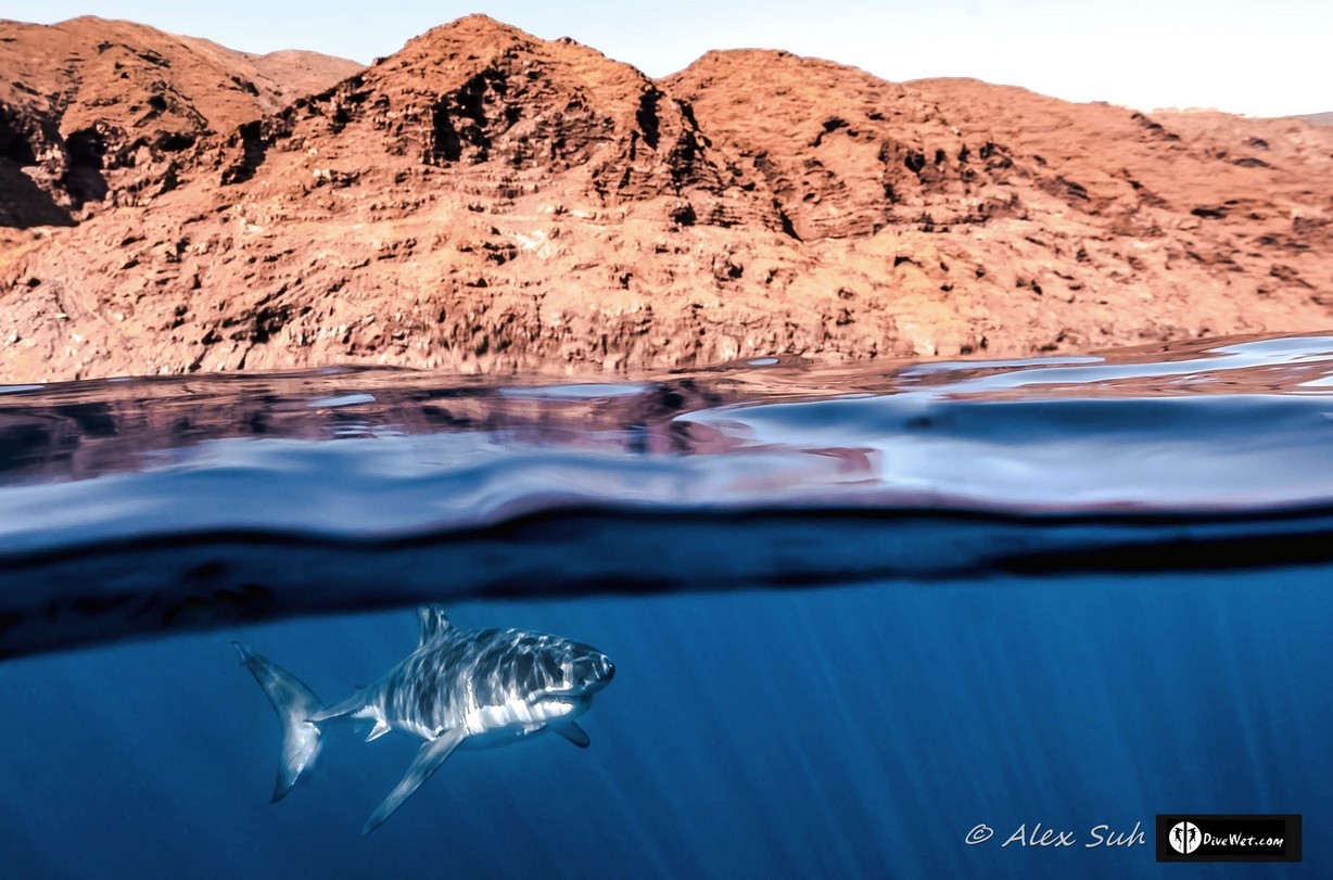 Great White Shark (Carcharodon carcharias) Over Under