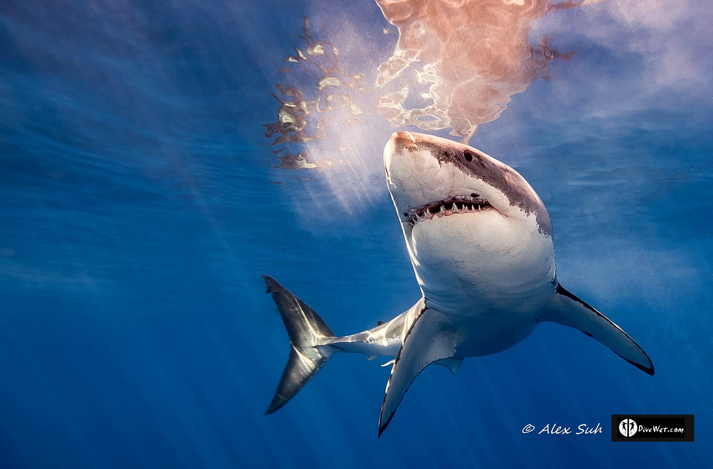 Great White Shark (Carcharodon carcharias)