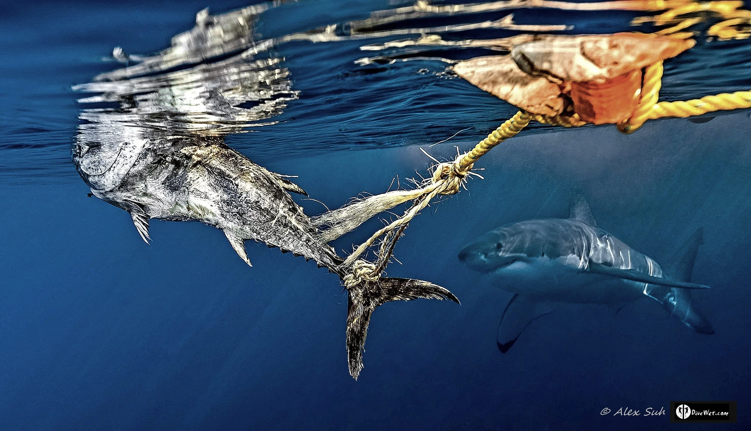 Great White Shark (Carcharodon carcharias)