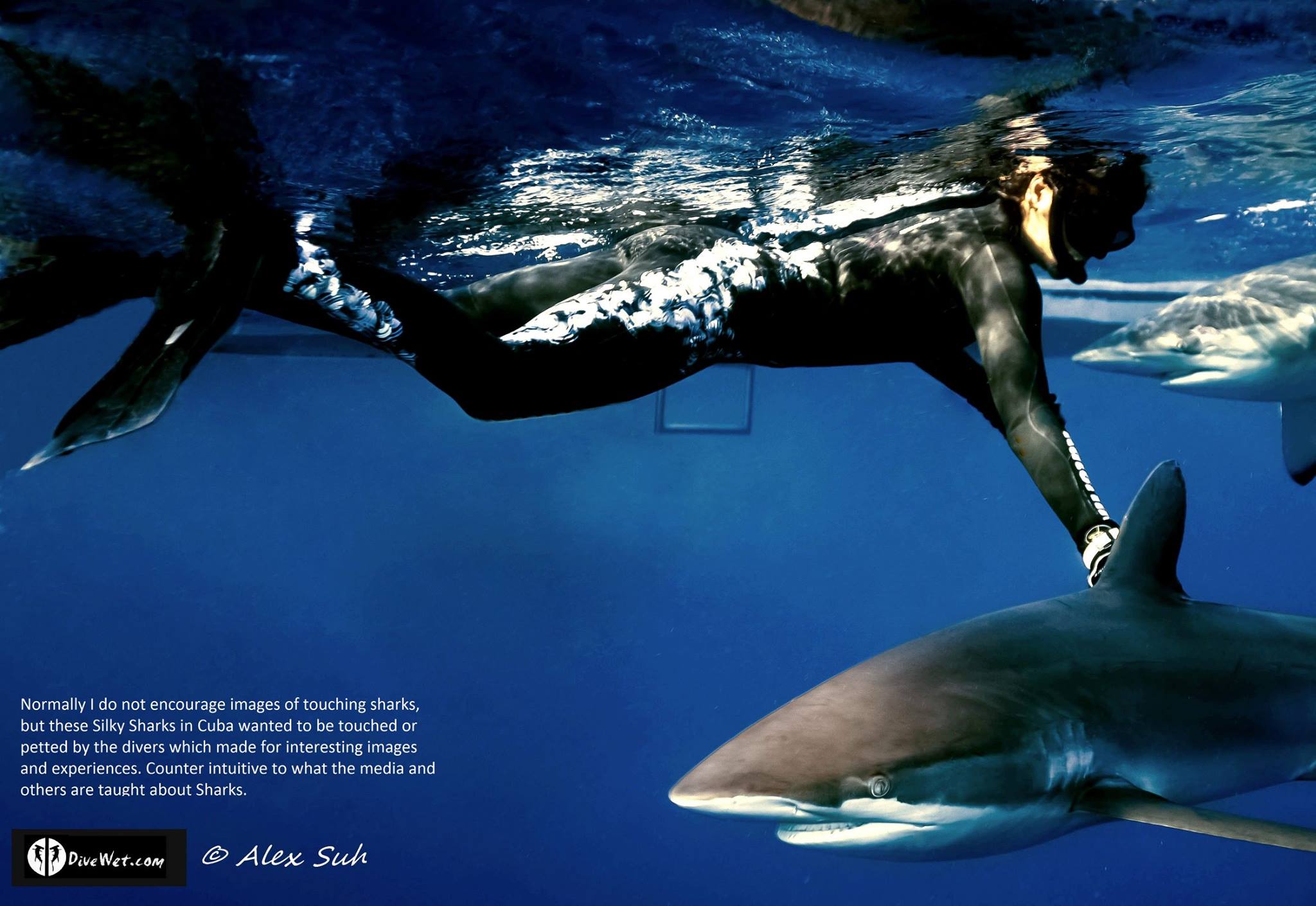 Caribbean Reef Sharks (Carcharhinus perezii) Wanting Interaction