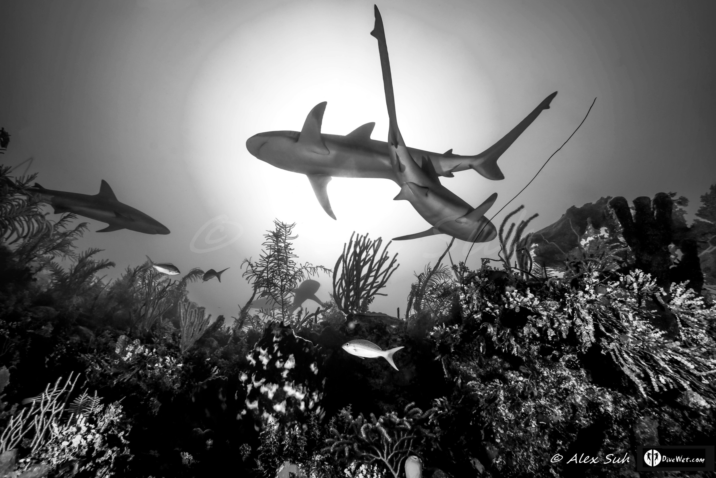 B&W Caribbean Reef Shark (Carcharhinus perezii) Crossing Under The Sun