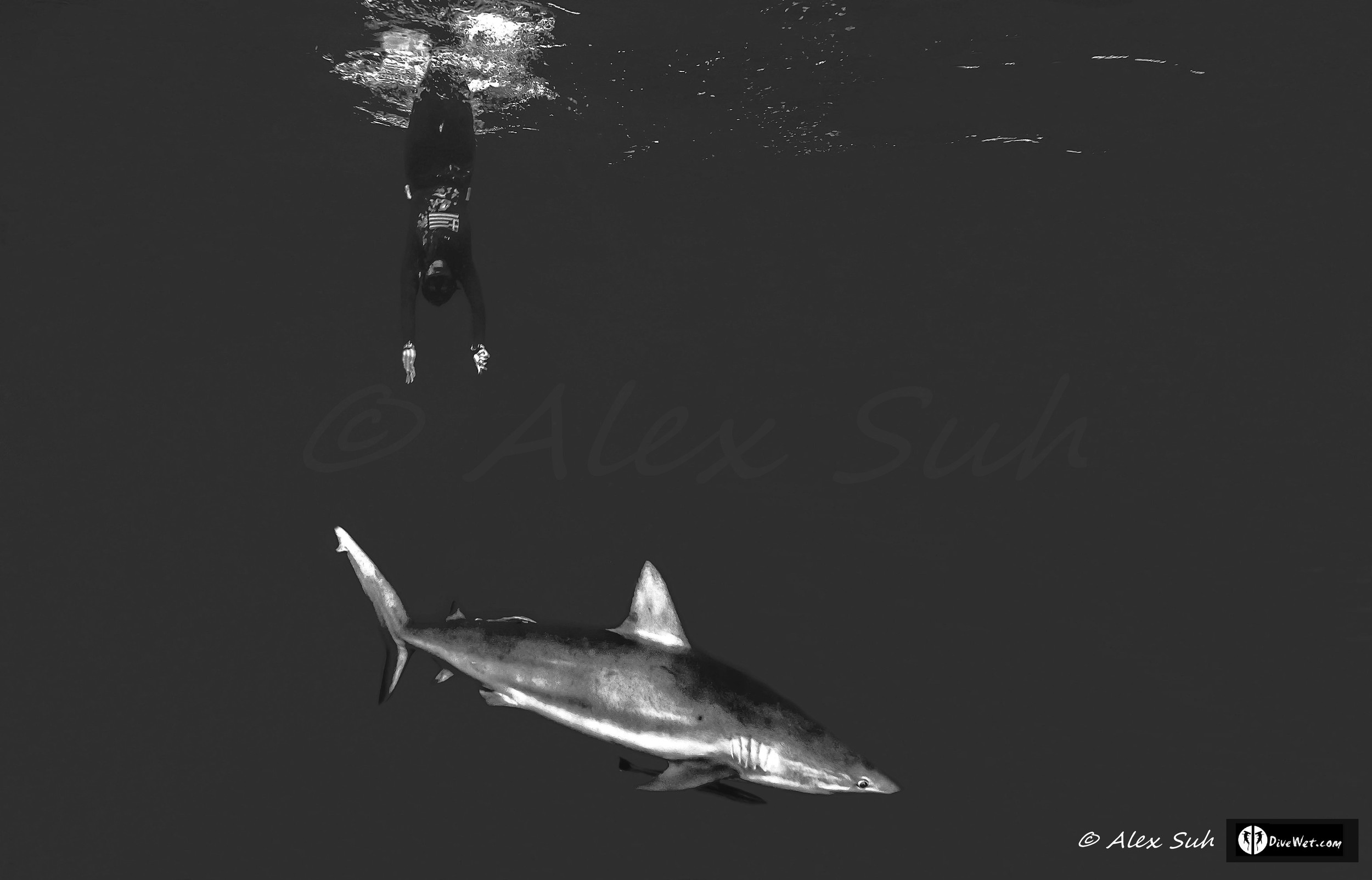 Greek Freediver Katerina Diving to Caribbean Reef Shark (Carcharhinus perezii)