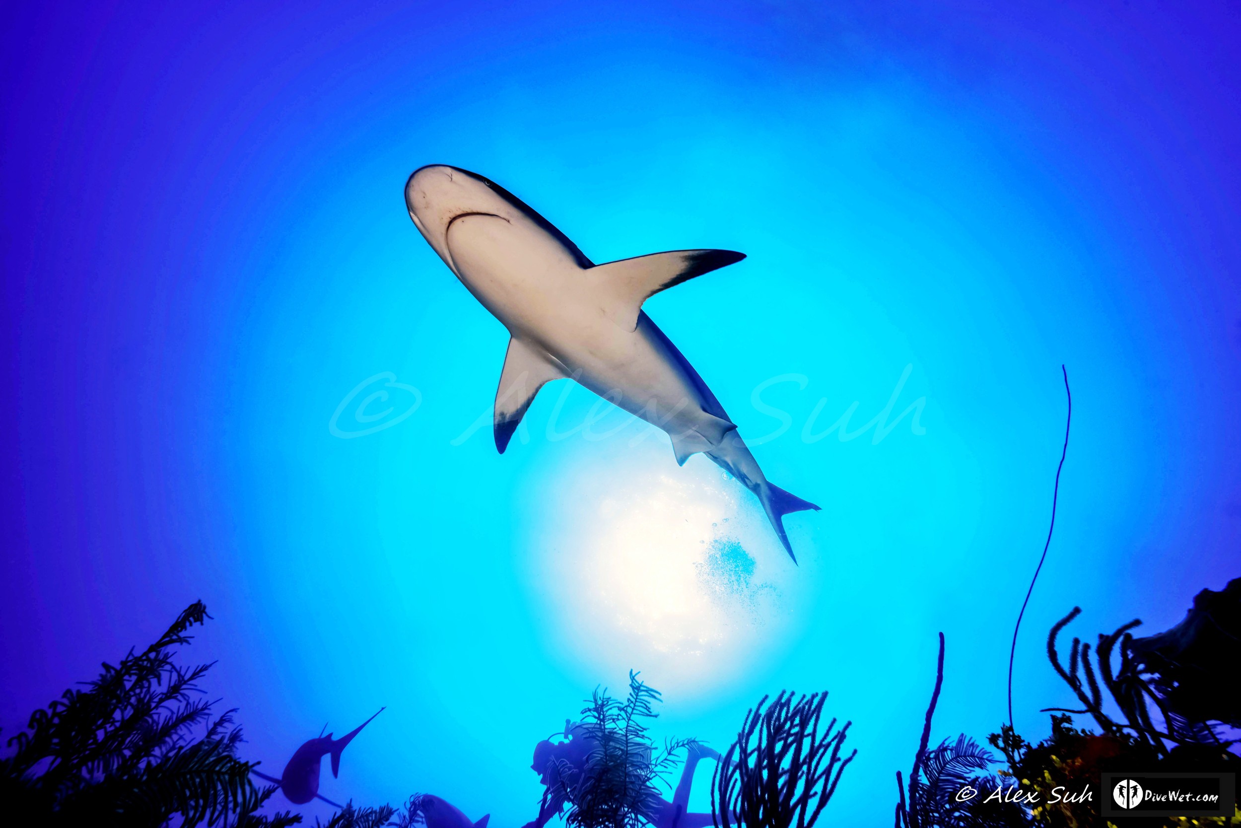 Caribbean Reef Shark (Carcharhinus perezii) Flying Over The Sun