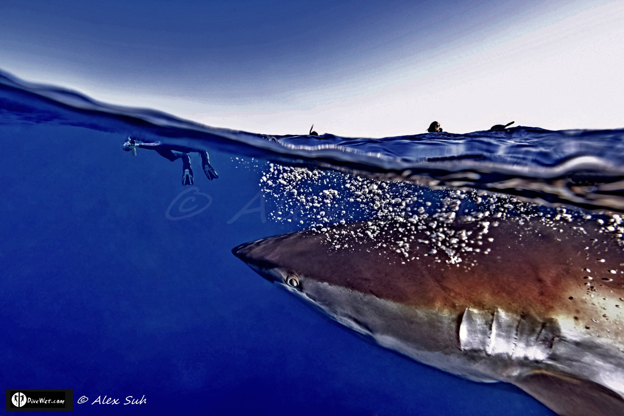 Over Under Image of Silky Shark (Carcharhinus falciformis) Passes Me & Is Curious About Divers