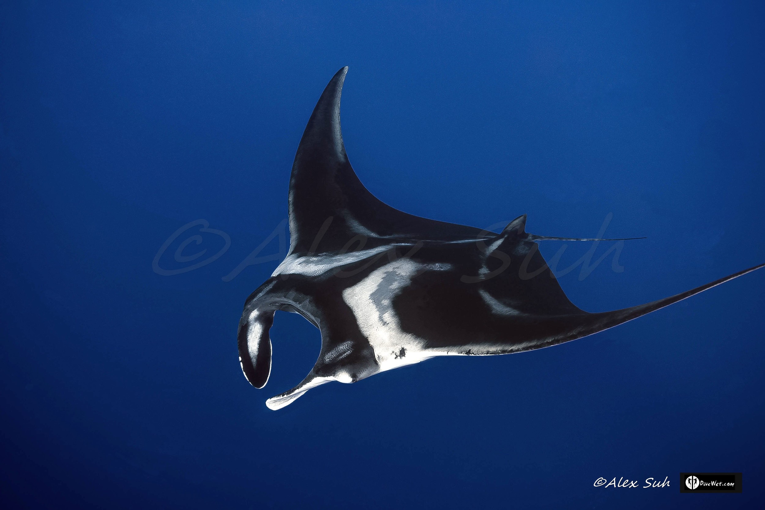 Giant Pacific Manta (Manta hamiltoni)